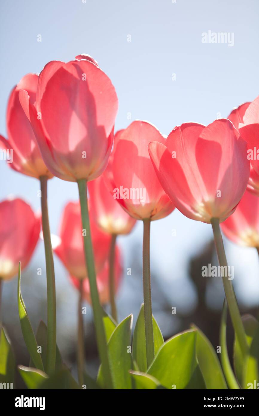 Beautiful white tulips outside hi-res stock photography and images - Alamy