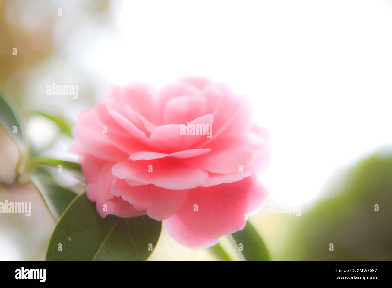 Camelia Top Pink