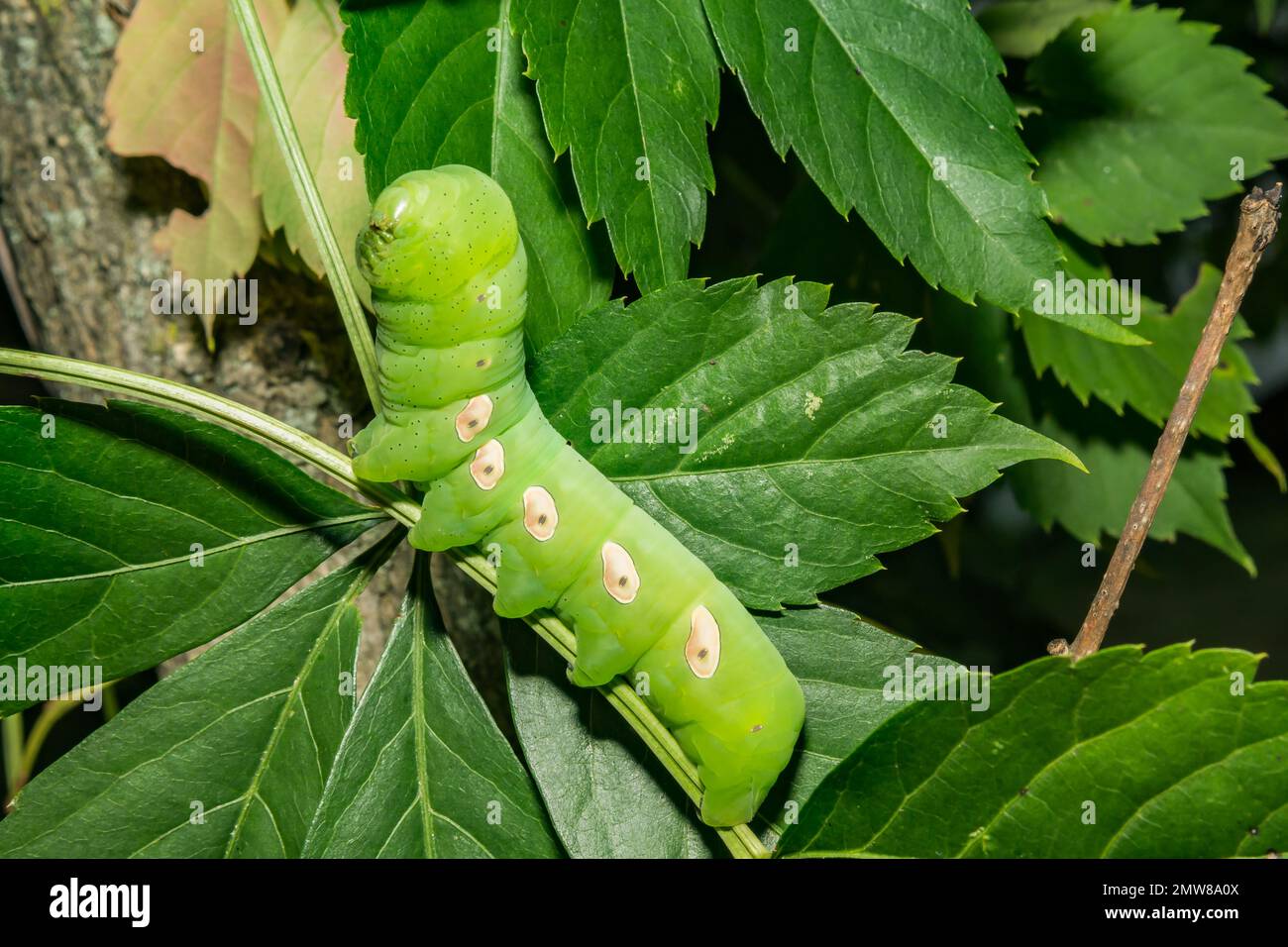 Pandora Sphinx Moth Caterpillar - Eumorpha pandorus Stock Photo