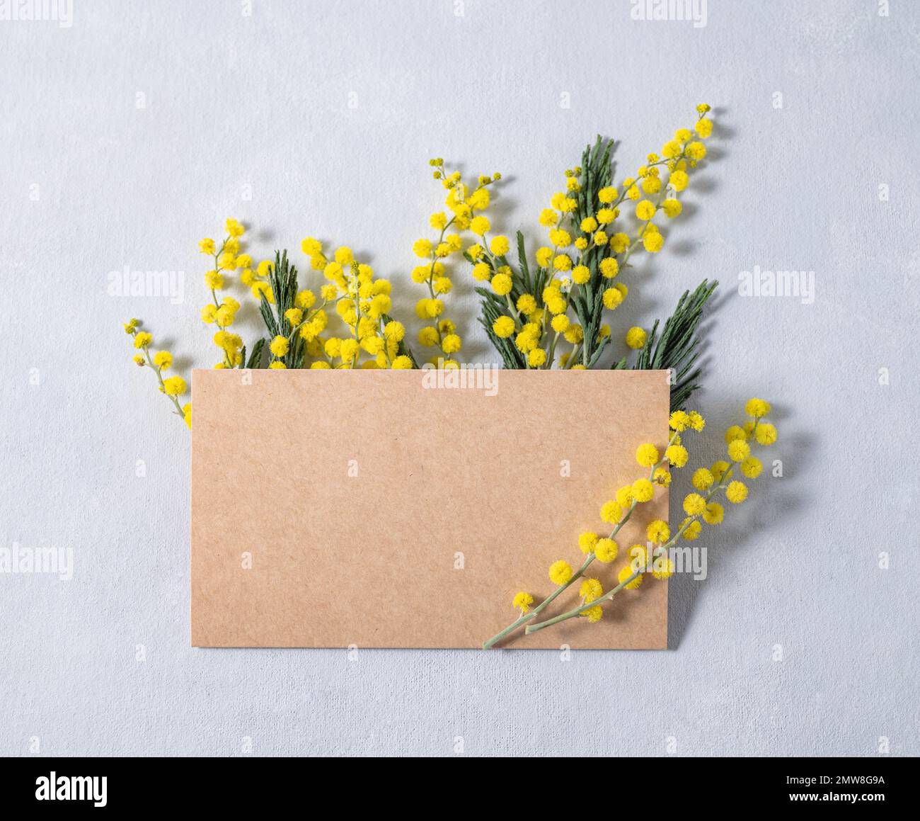 A branch of yellow mimosa flowers in a craft card on a light background. Concept of 8 March, happy women's day. Top view and space for text. Stock Photo