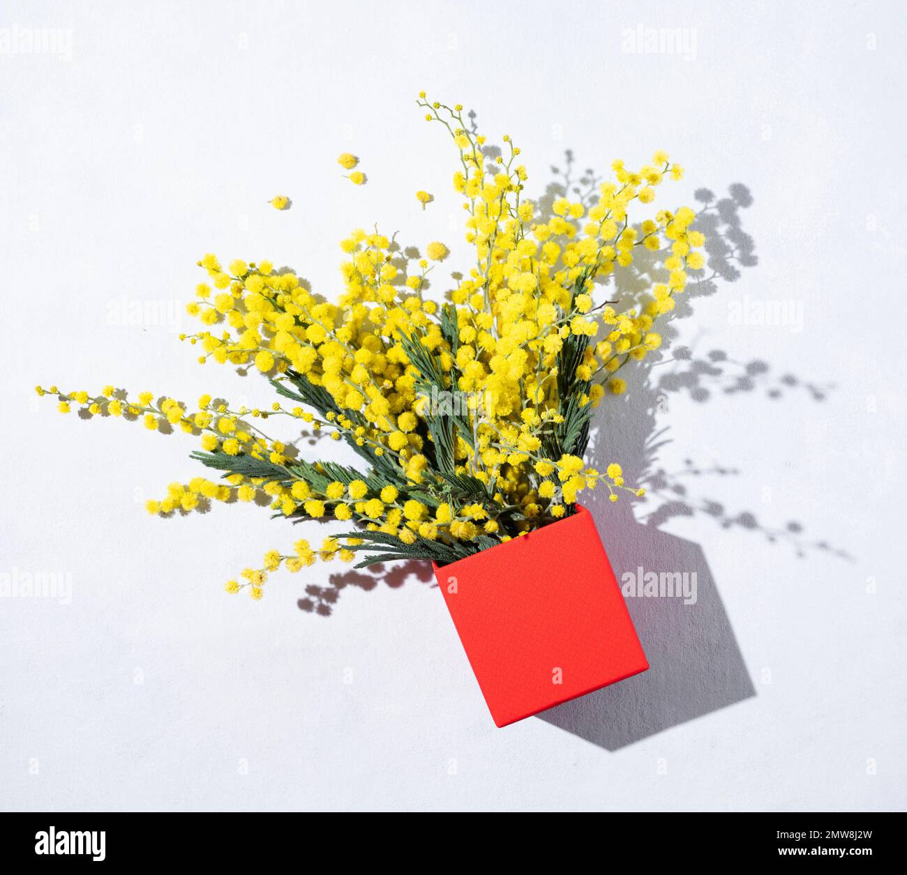 Flat lay a bouquet of yellow mimosa flowers in a red present box on a light background with shadow. Concept of 8 March, happy women's day. Top view an Stock Photo