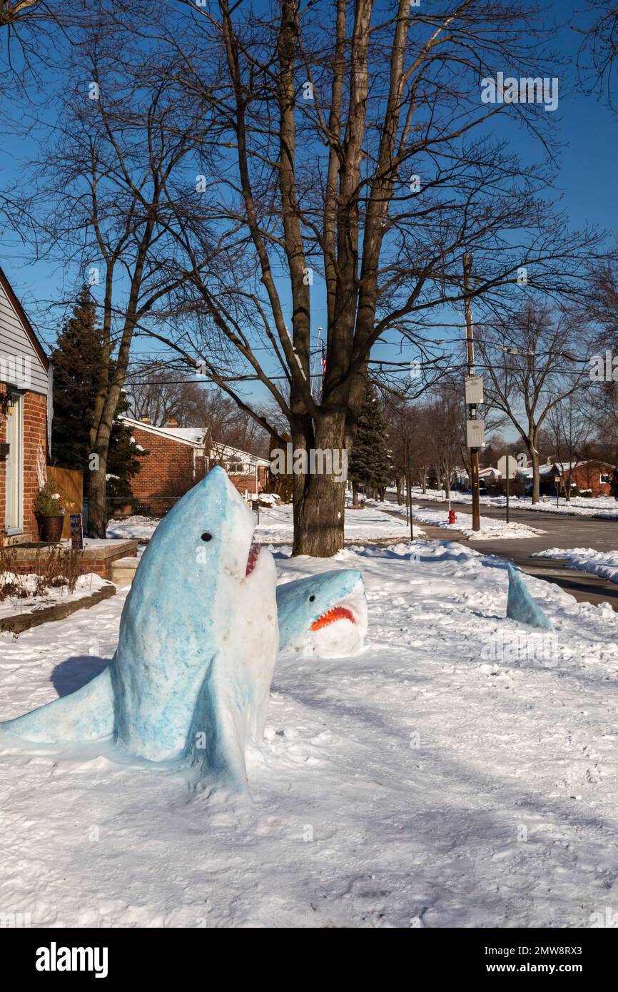 Madison Heights, Michigan, USA. 1st Feb, 2023. Snow sharks on a lawn in suburban Detroit. Jennifer Ramirez used food coloring on the snow as she sculptued her sharks after southeast Michigan's first major snowfall of the winter. Credit: Jim West/Alamy Live News Stock Photo