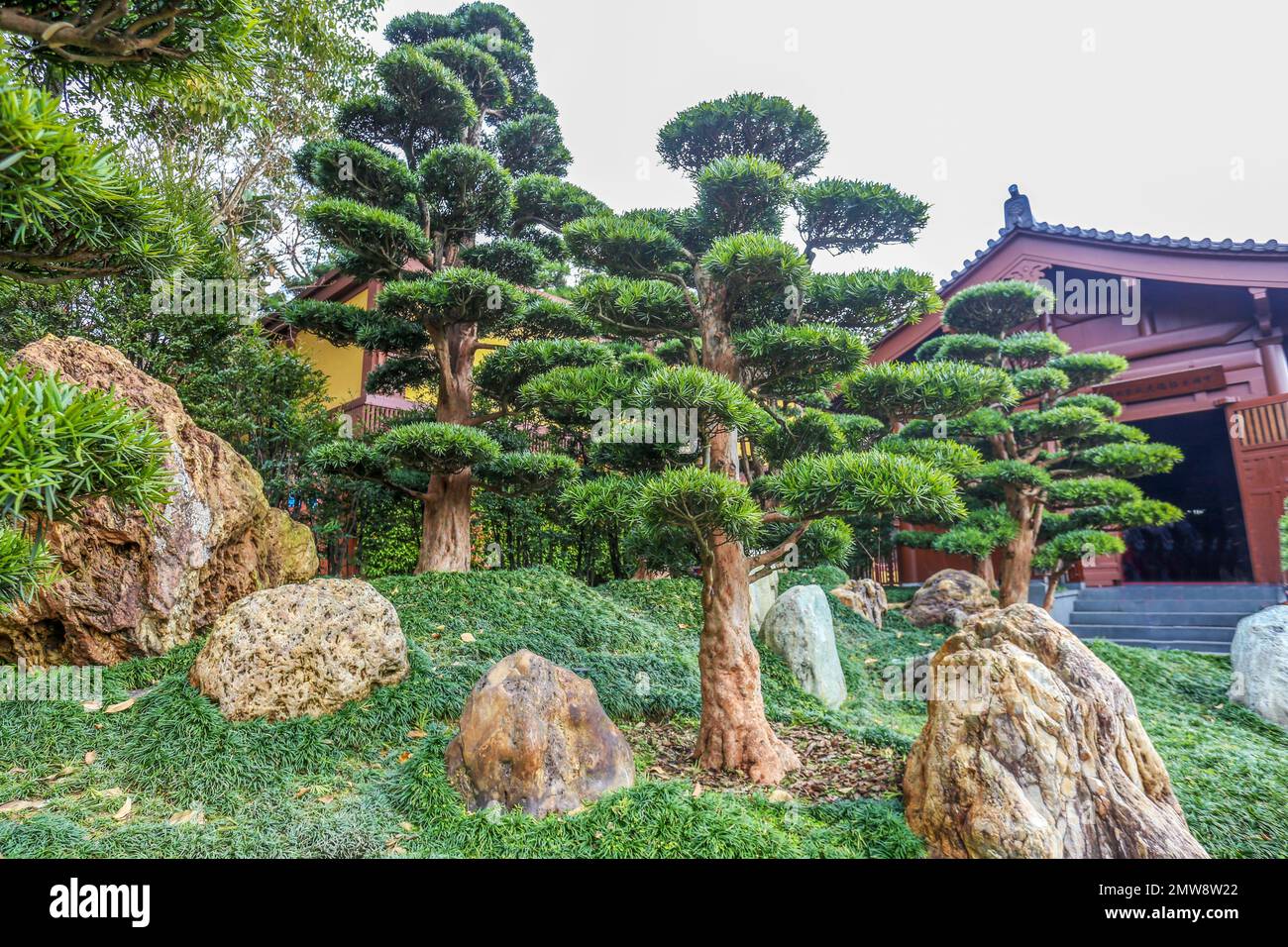 Superb View of the rocks (Taihu stone)  in Nan Lian Park with idyllic topiary podocarpus and pine trees and ophiopogon japonicus as grass. Evergreen p Stock Photo