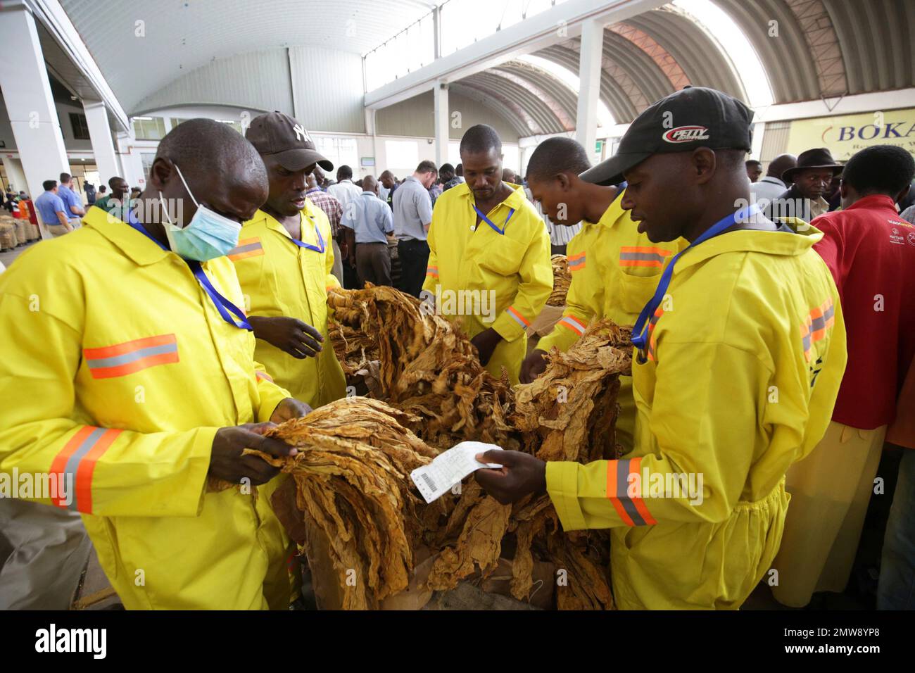 boka tobacco floors Workers at Boka Tobacco Auction Floors inspect some of the tobacco on the  first day of trading in Harare, Wednesday, March, 15, 2017. Tobacco is one  of Zimbabwe's major foreign currency earners
