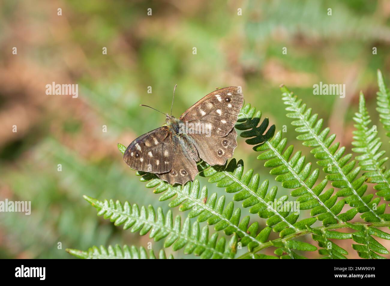 Speckled Wood butterfly on the tip of a fern Stock Photo