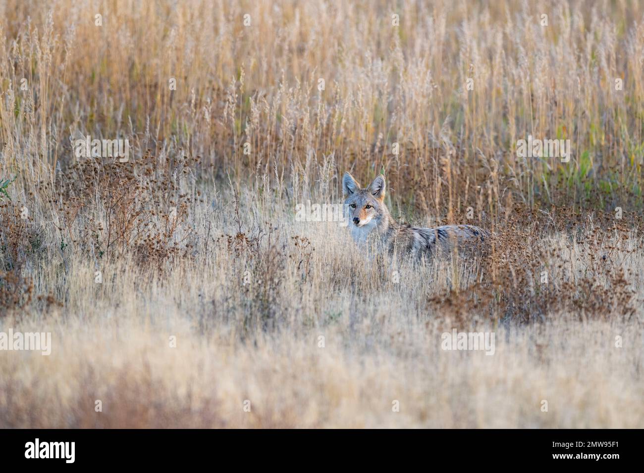 A coyote in North Dakota on a nice afternoon in October Stock Photo