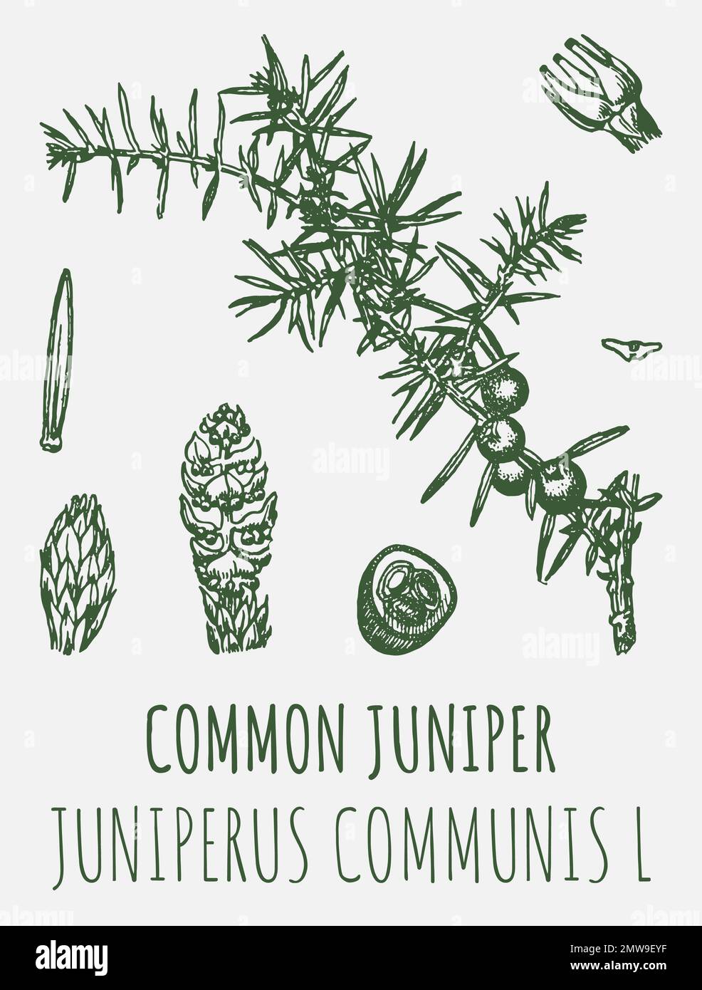 Drawings juniper. Hand drawn illustration. Latin name JUNIPERUS COMMUNIS L Stock Photo Alamy