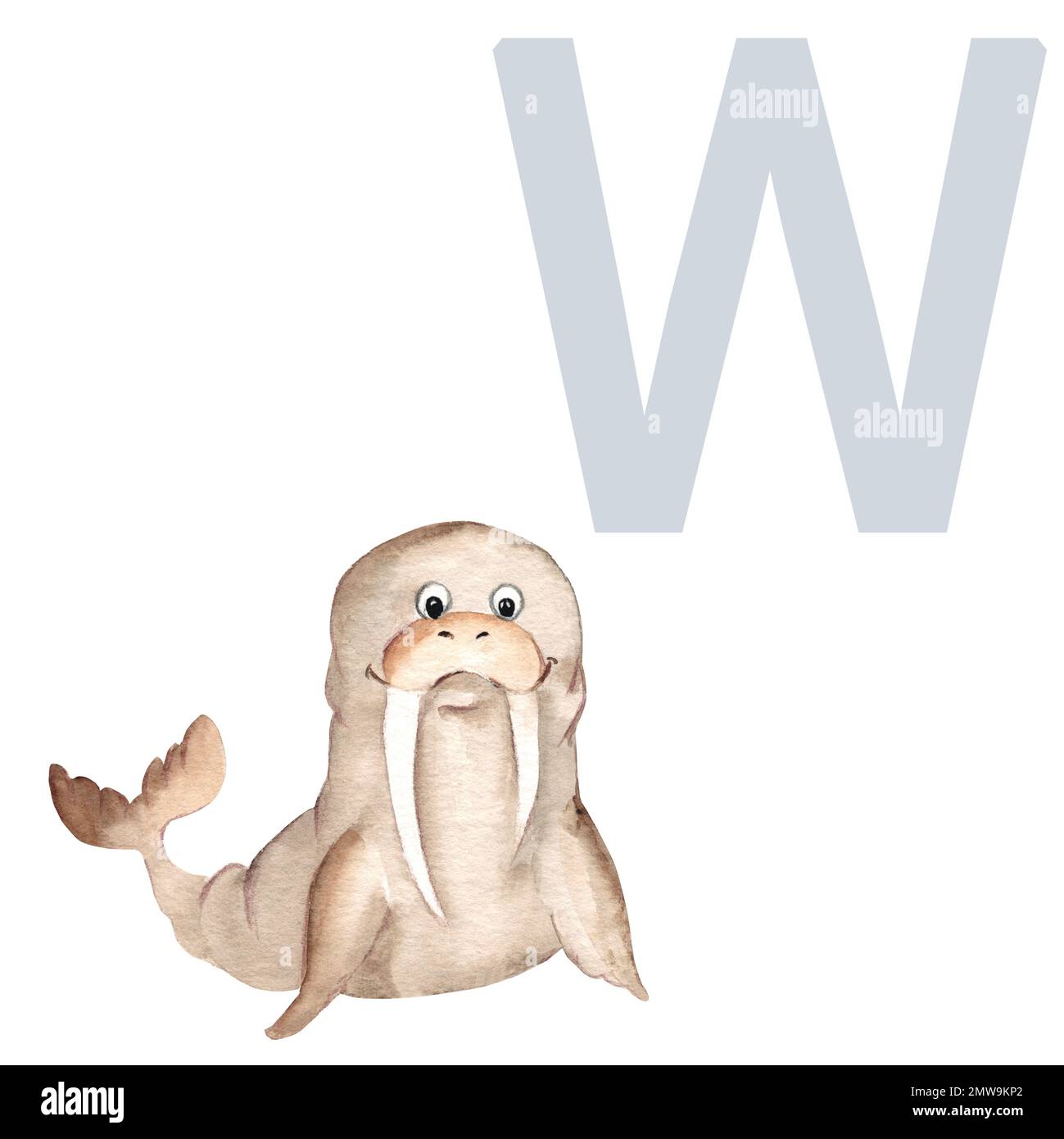 Letter W, walrus, cute kids animal ABC alphabet. Watercolor