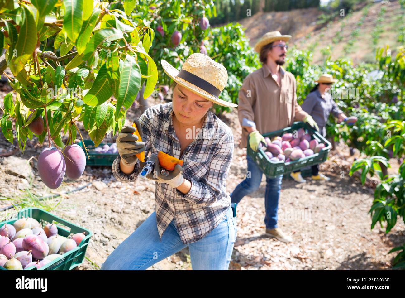 Woman checking the amount of sugar in mango fruit using refractometer