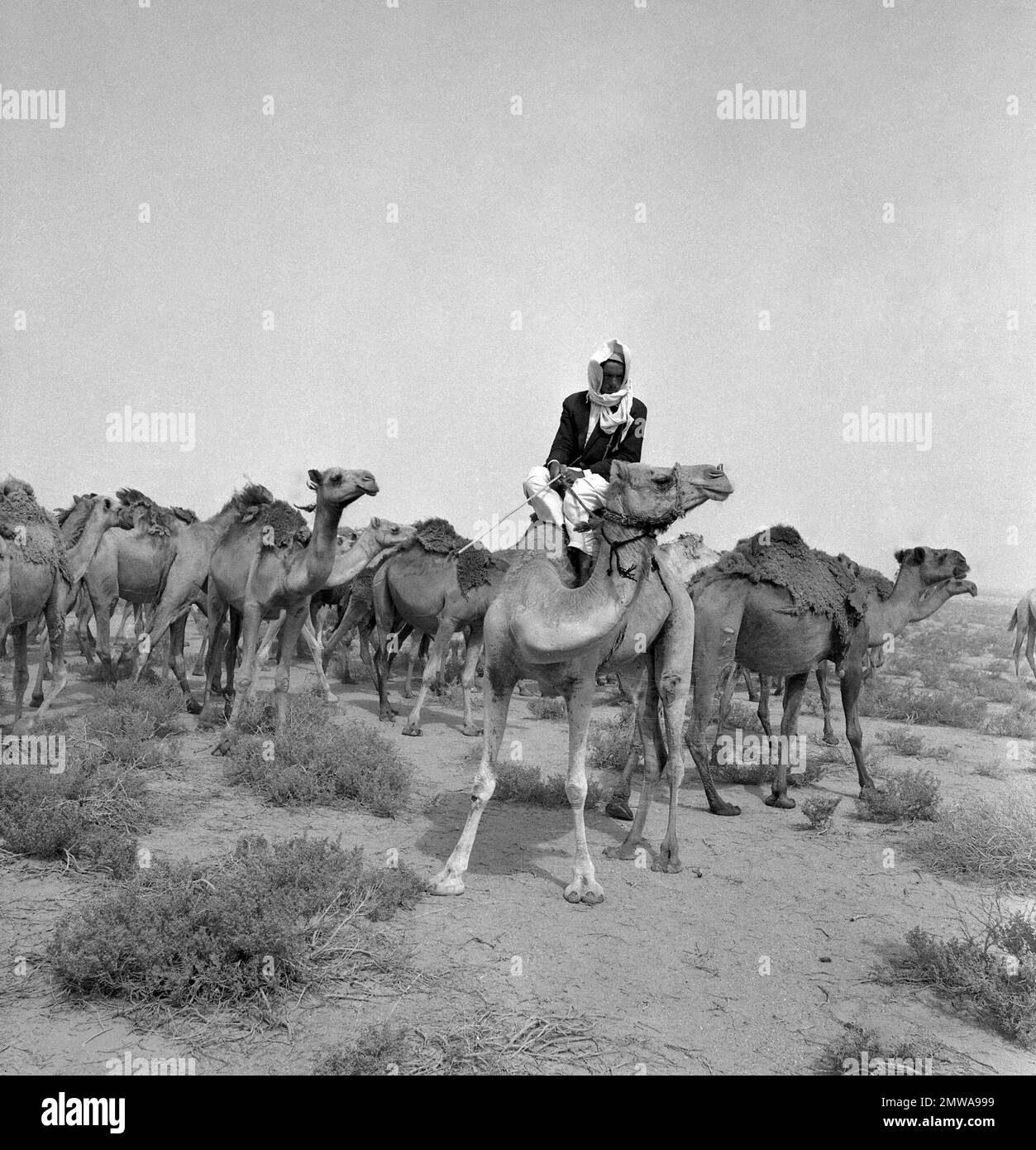 A Bedouin tribesman leads his camel train across a section of the