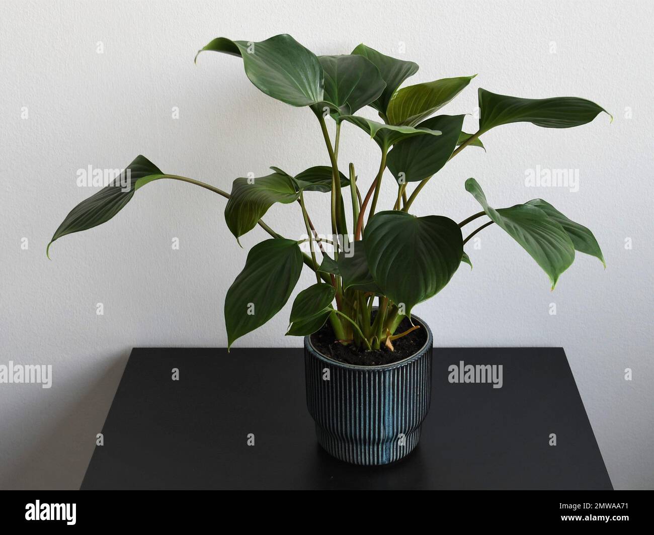 Homalomena Emerald Gem houseplant, isolated against a white background, on  a black table. Plant with green leaves and red stems, in a blue ceramic pot  Stock Photo - Alamy