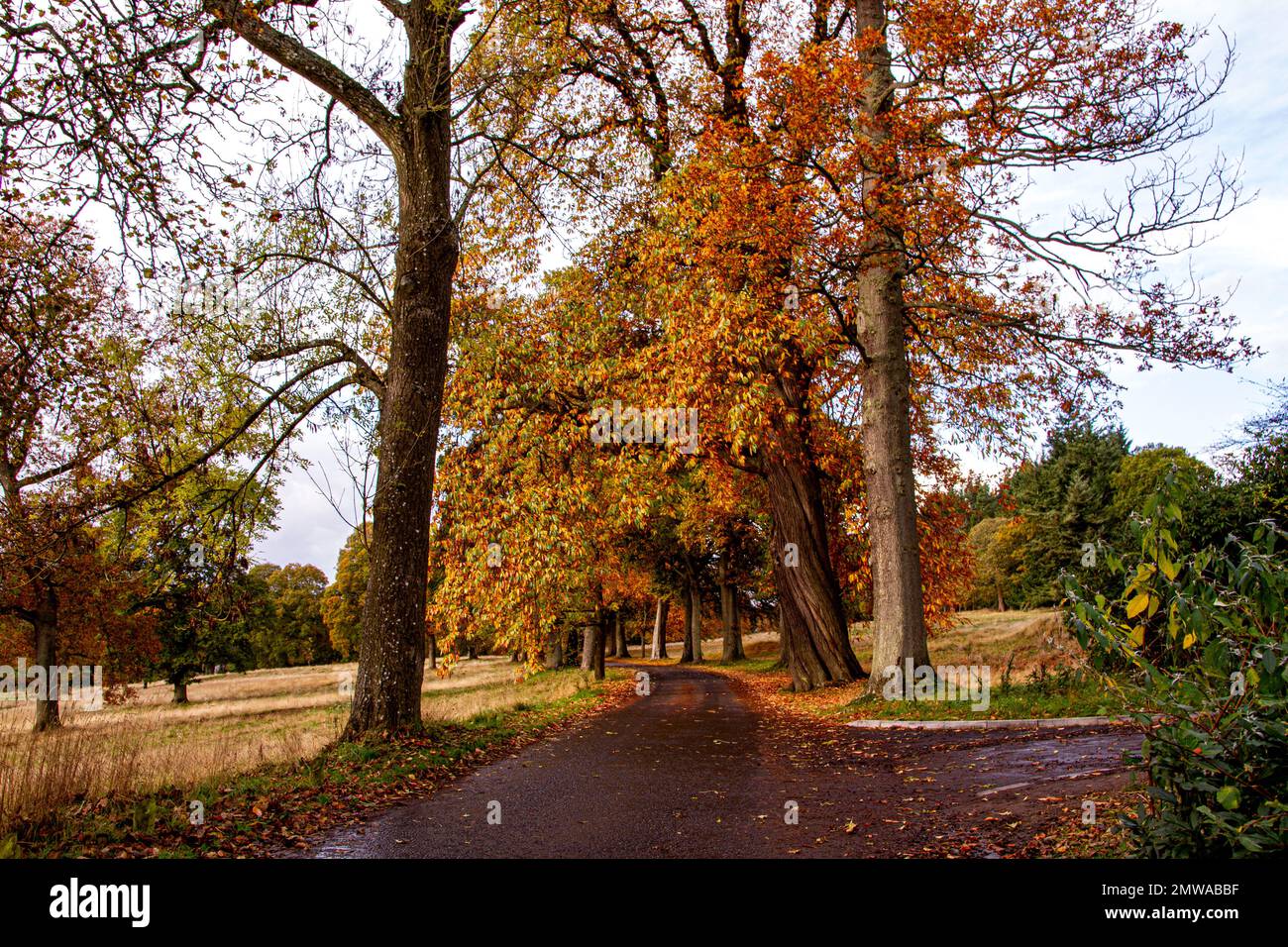 Beautiful and colourful autumn scenery at Dundee's Camperdown Country Park in Scotland, UK Stock Photo