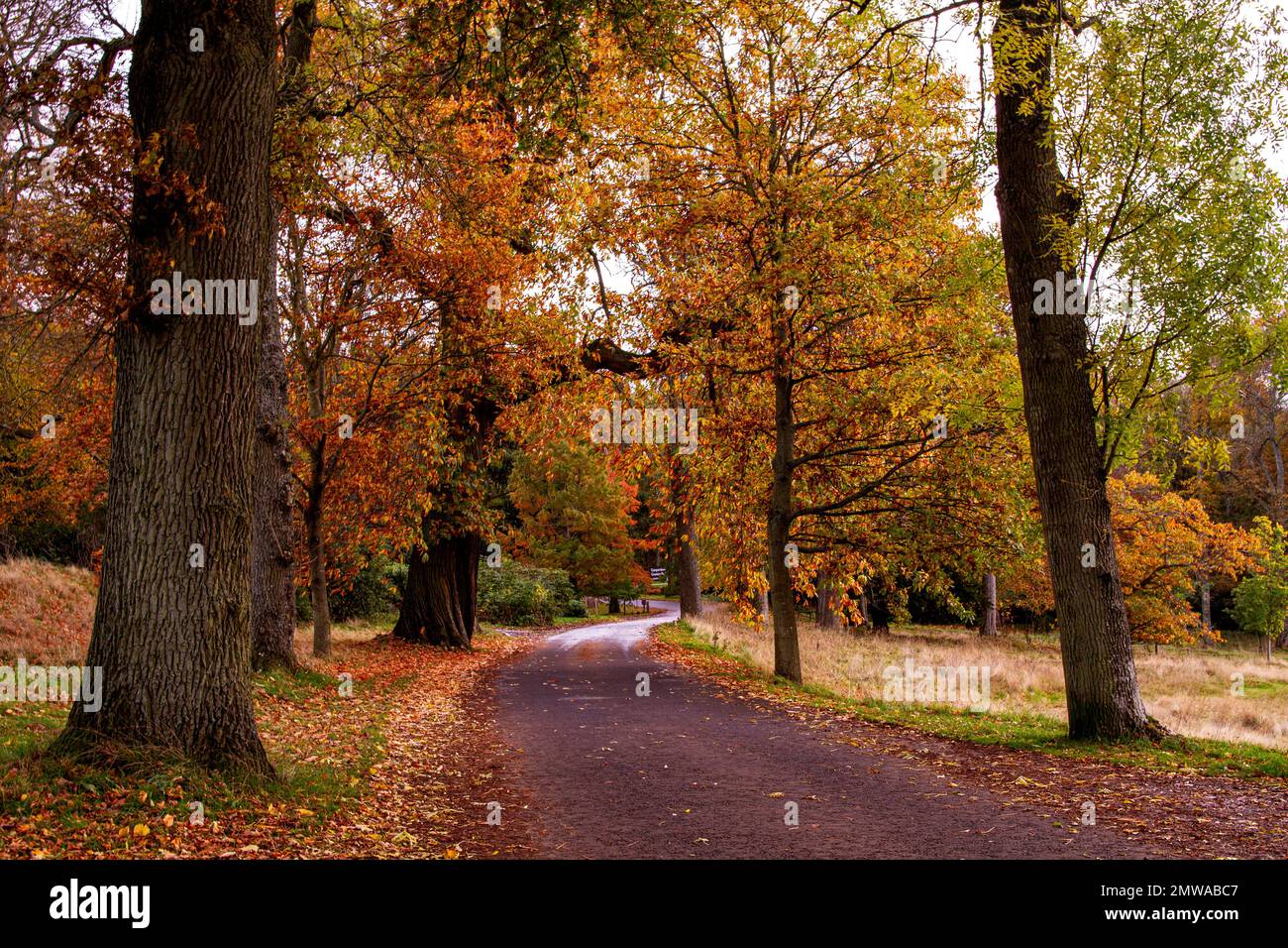 Beautiful and colourful autumn scenery at Dundee's Camperdown Country Park in Scotland, UK Stock Photo
