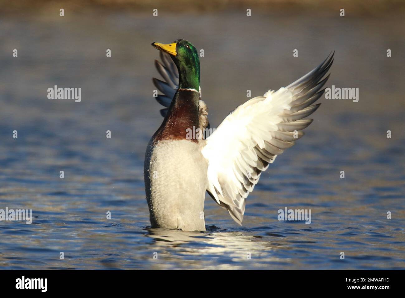 Drake mallard duck Anas platyrhynchos flapping his winnings on a lake in winter Stock Photo