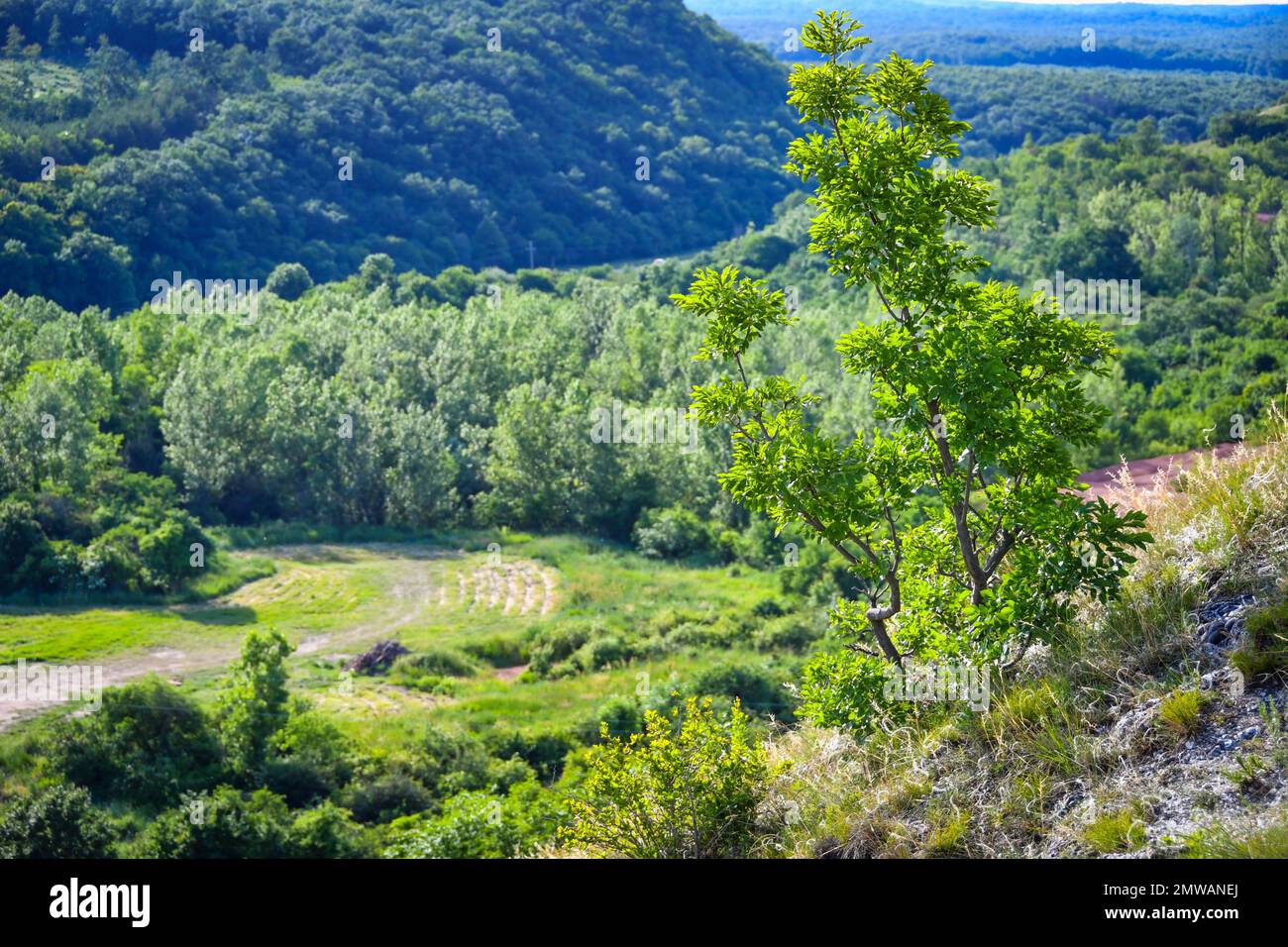 Small sapling on top of a hill in front of a forest valley Stock Photo