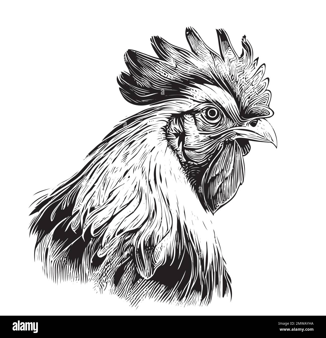 Rooster hand drawn hi-res stock photography and images - Alamy