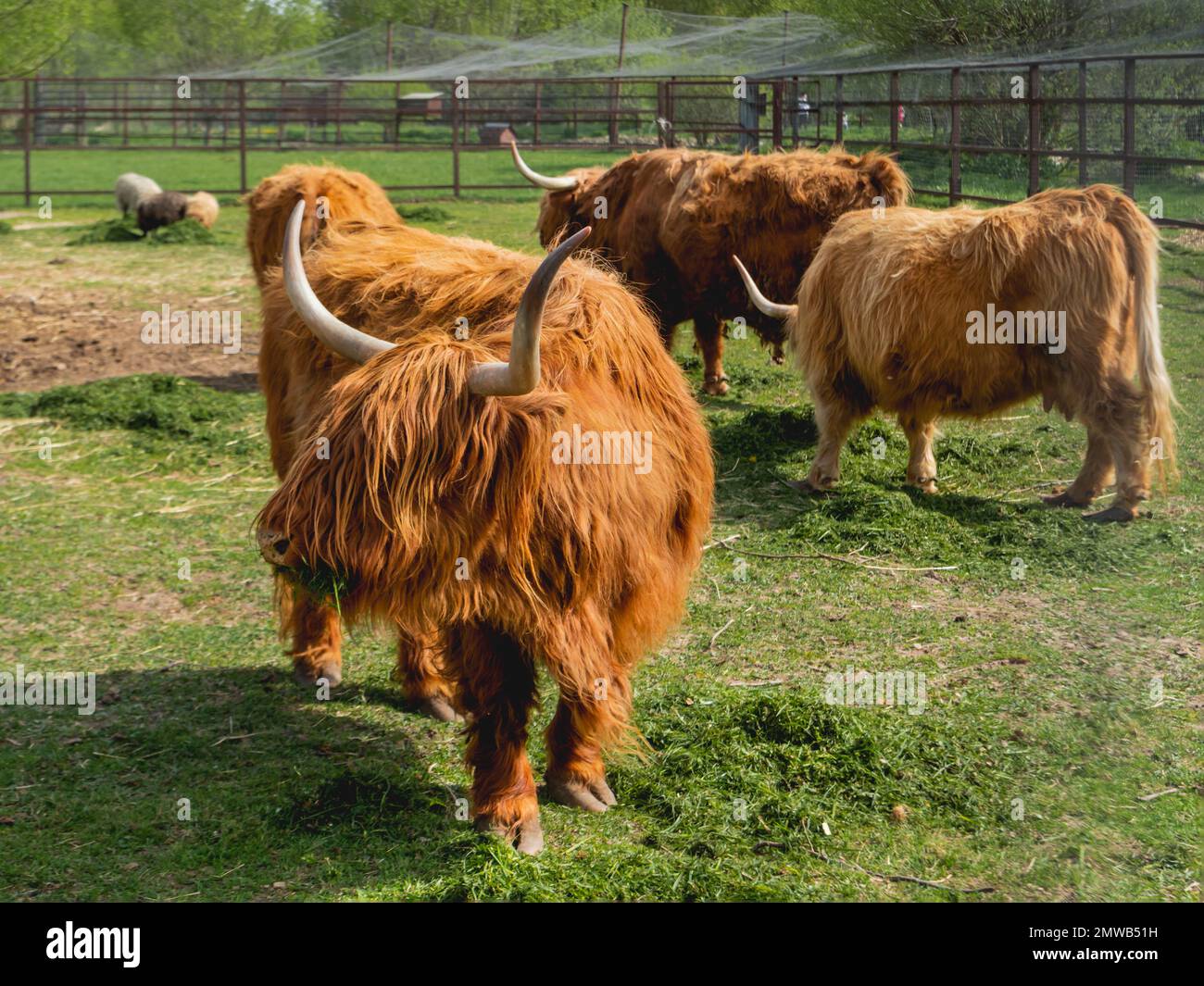 Highland Scottish breed of rustic cattle. Furry cows eat fresh grass in