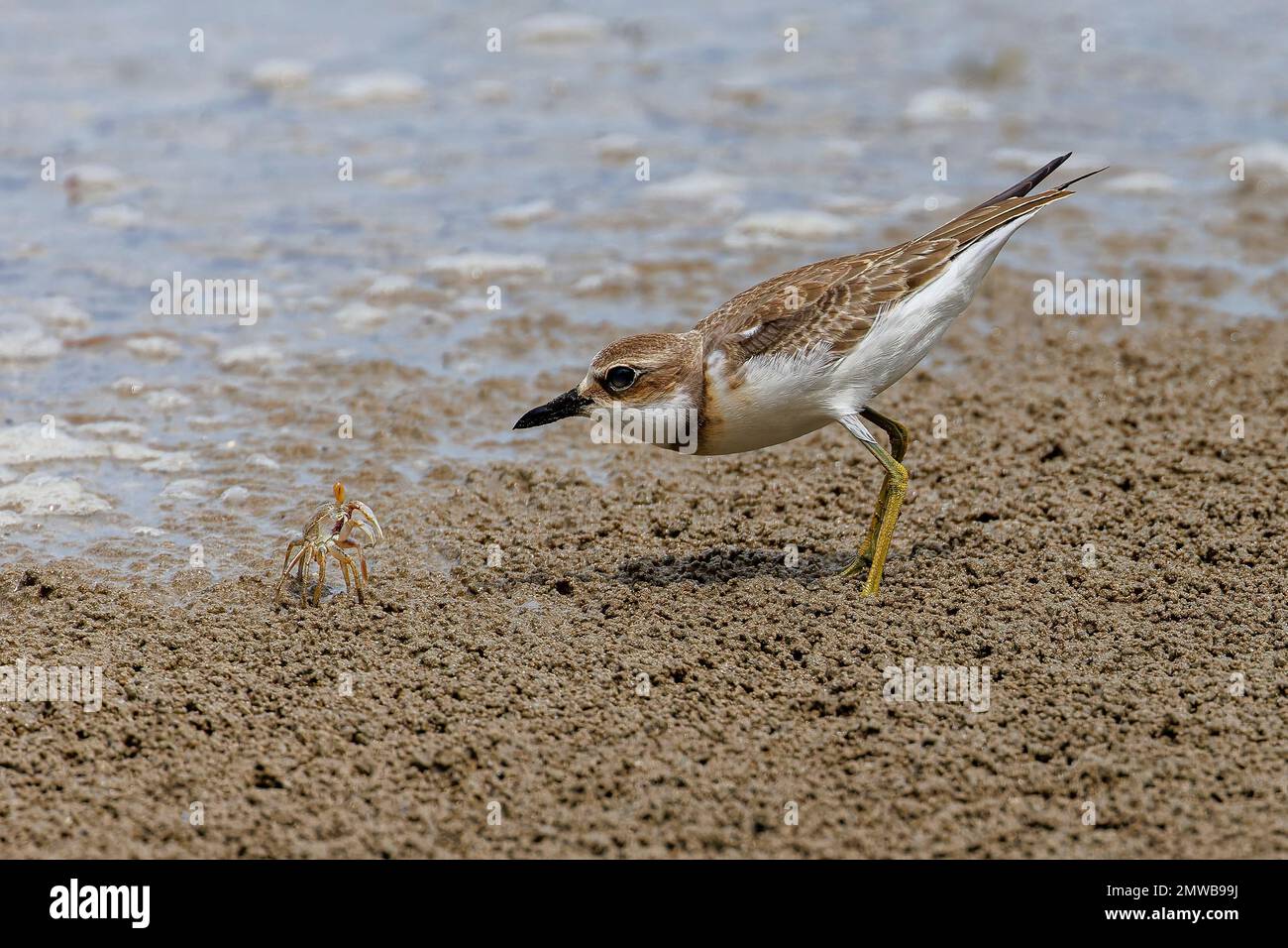 A closeup of a Greater Sand Plover and crab on a wet ground Stock Photo