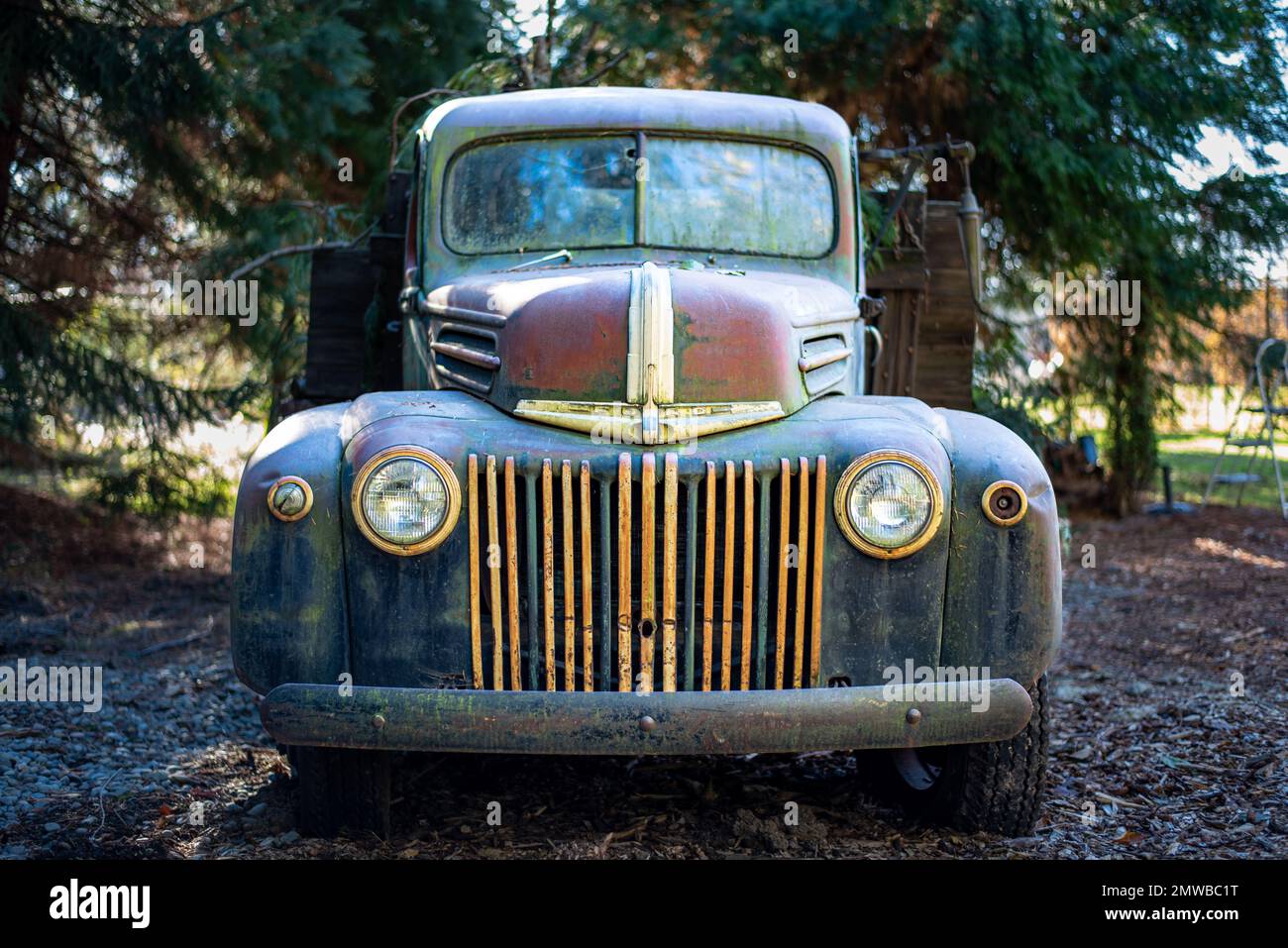 The front of an old vintage Ford truck in the countryside with pine trees in the background Stock Photo
