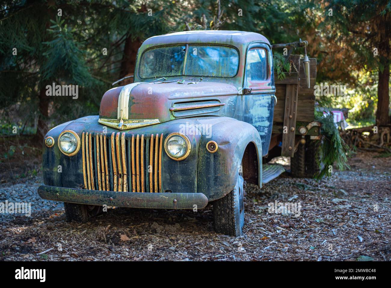 An old vintage Ford truck in the countryside with pine trees in the background Stock Photo