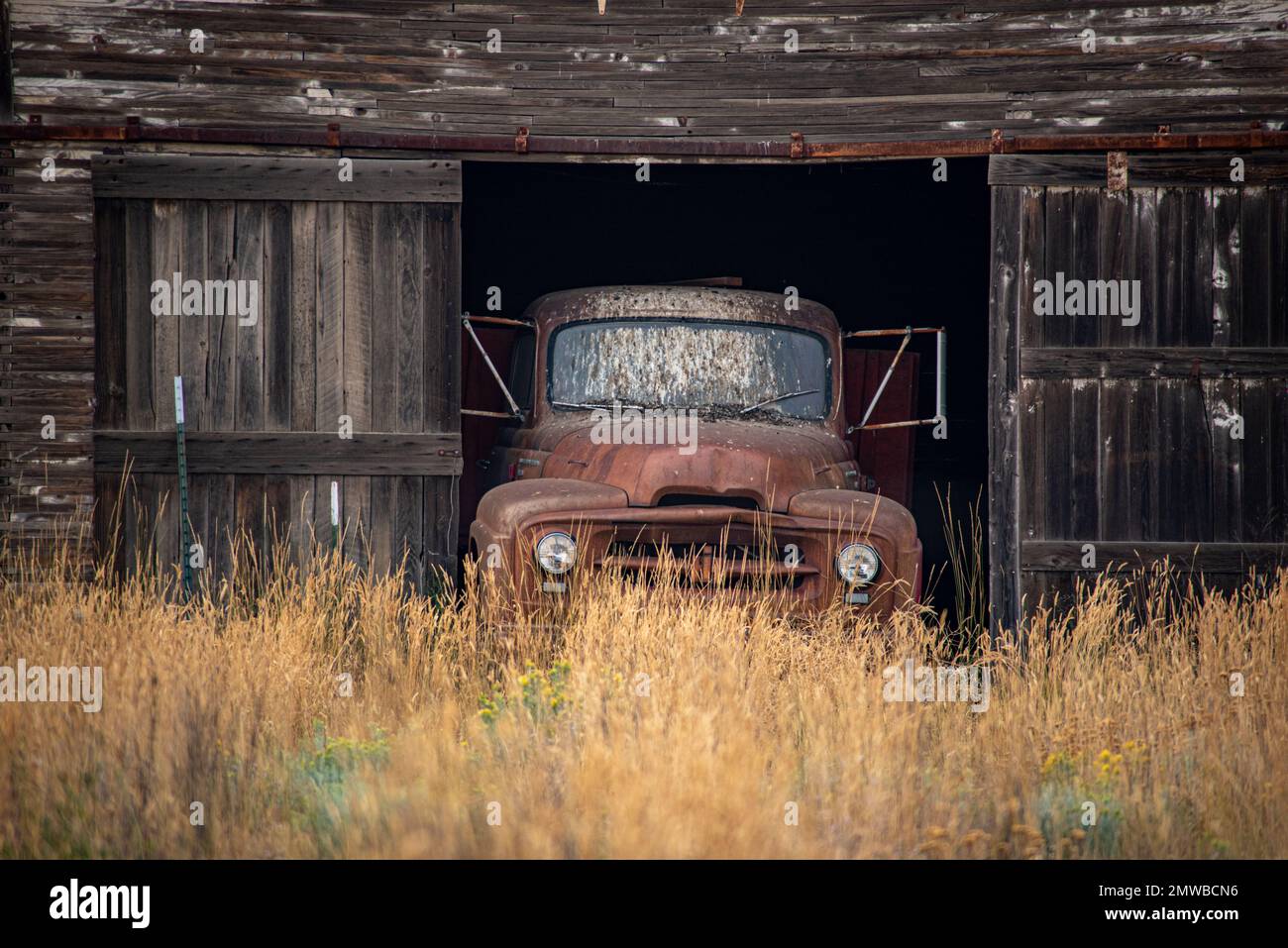 An old rusty Ford truck parked inside a wooden garage surrounded by golden grass Stock Photo