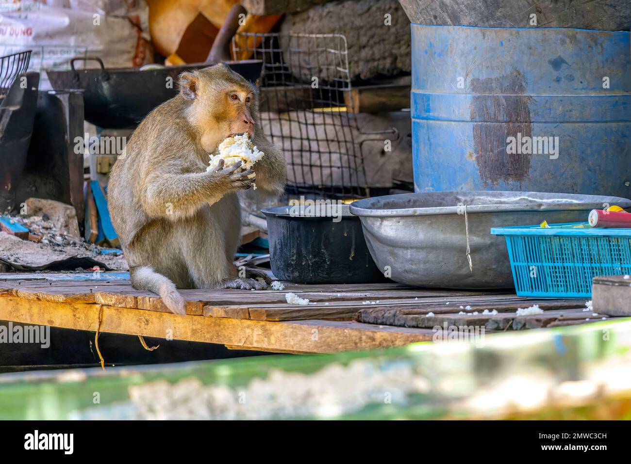 The Macaque Monkey stealing rice in Cambodia jungle Stock Photo - Alamy