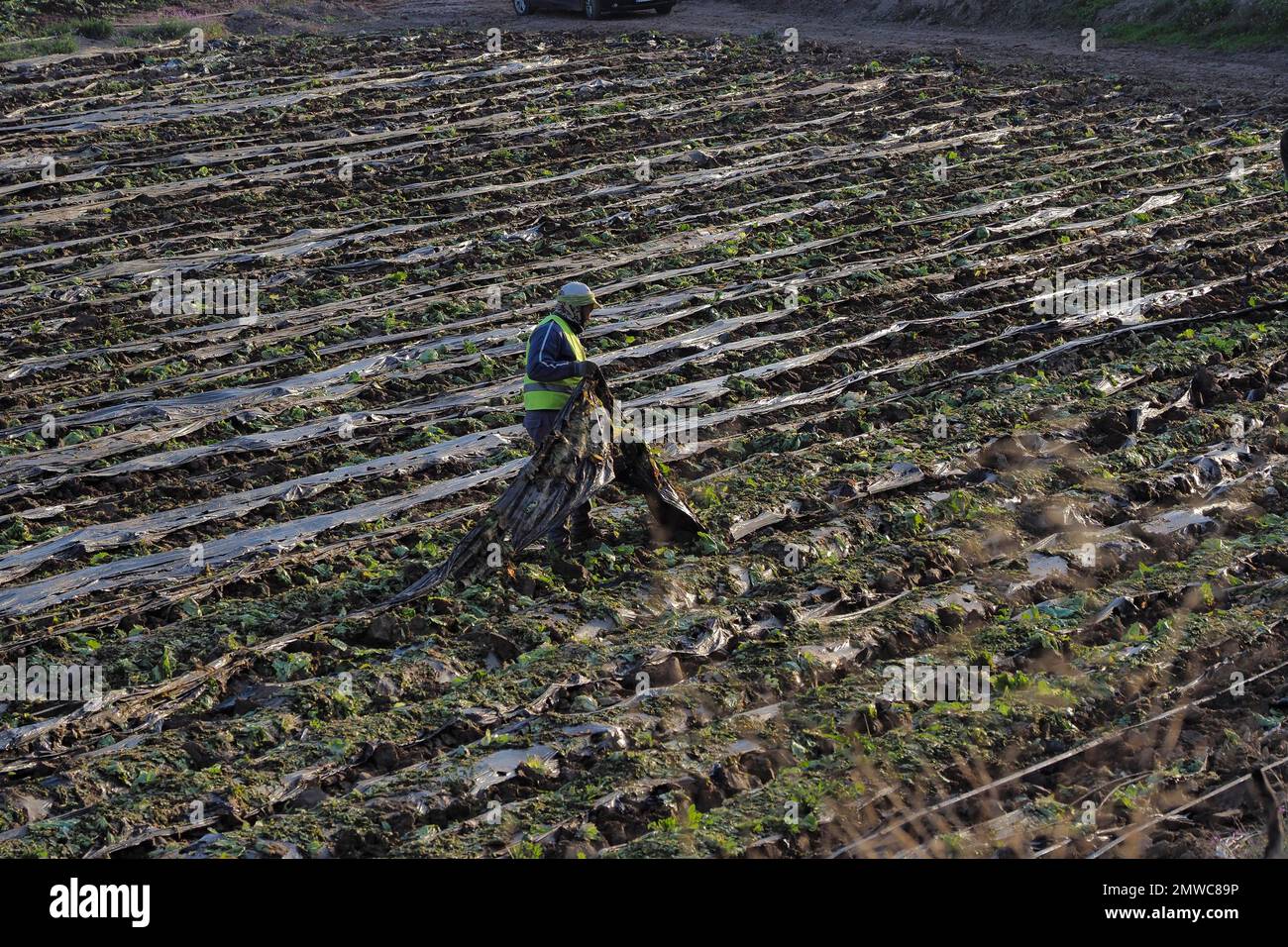 Farm worker removes black plastic film from lettuce field after harvest, Andalusia, Spain Stock Photo