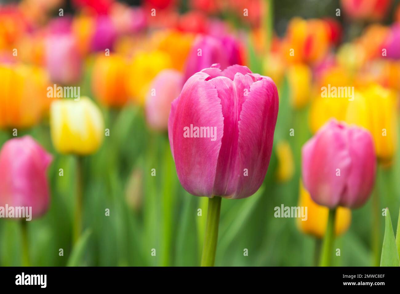 Purple Tulipa - Tulip in bed of colourful Tulipa - Tulips in spring. Stock Photo