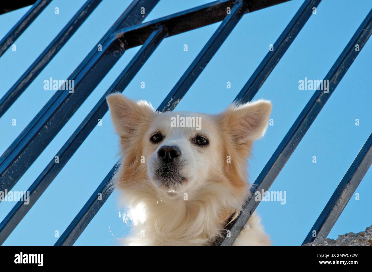 White mixedbreed dog looks curiously from the balcony, guard dog at