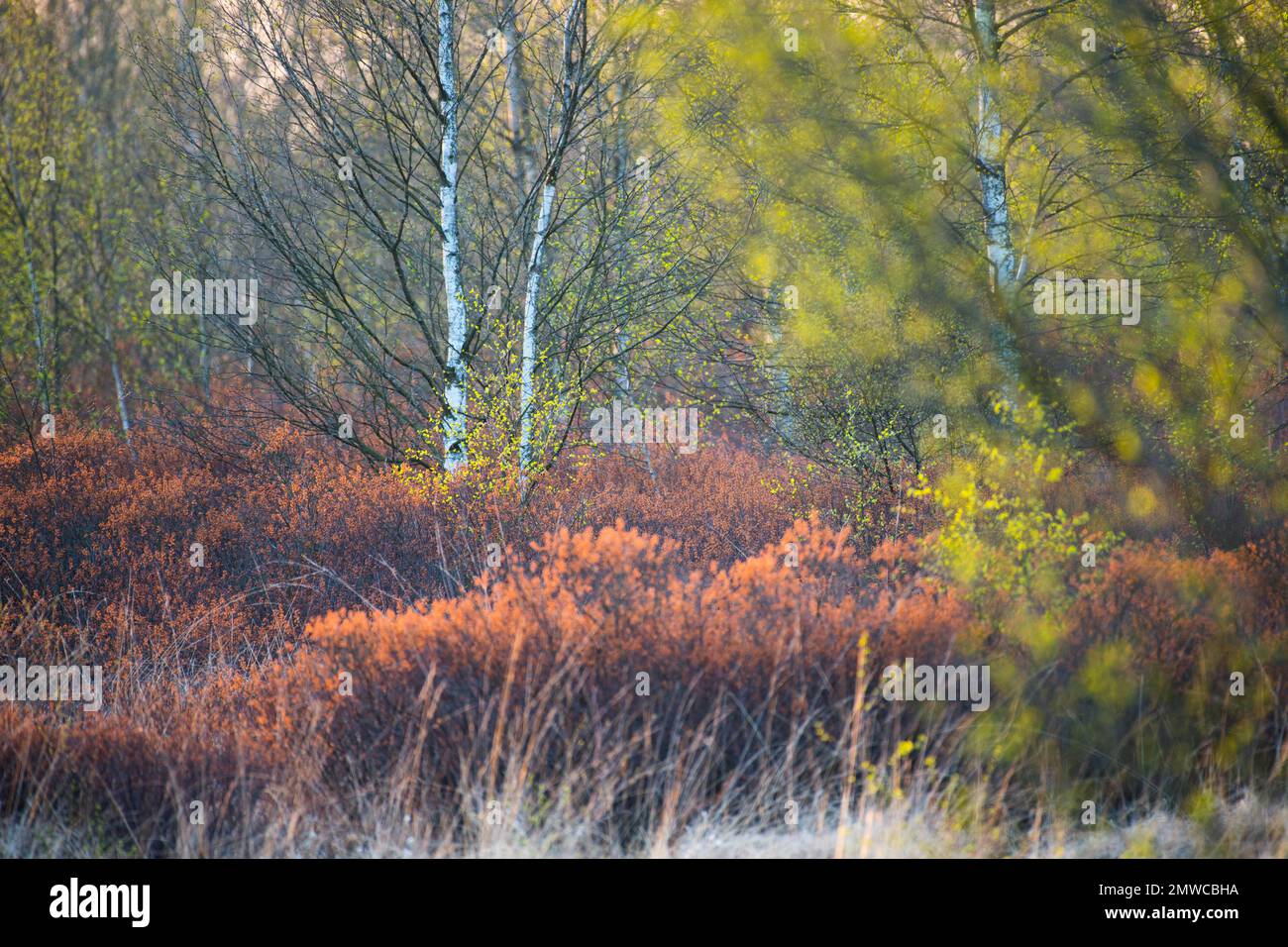 Warty birch (Betula pendula) and bog myrtle (Myrica gale) in a bog, Emsland, Lower Saxony, Germany Stock Photo