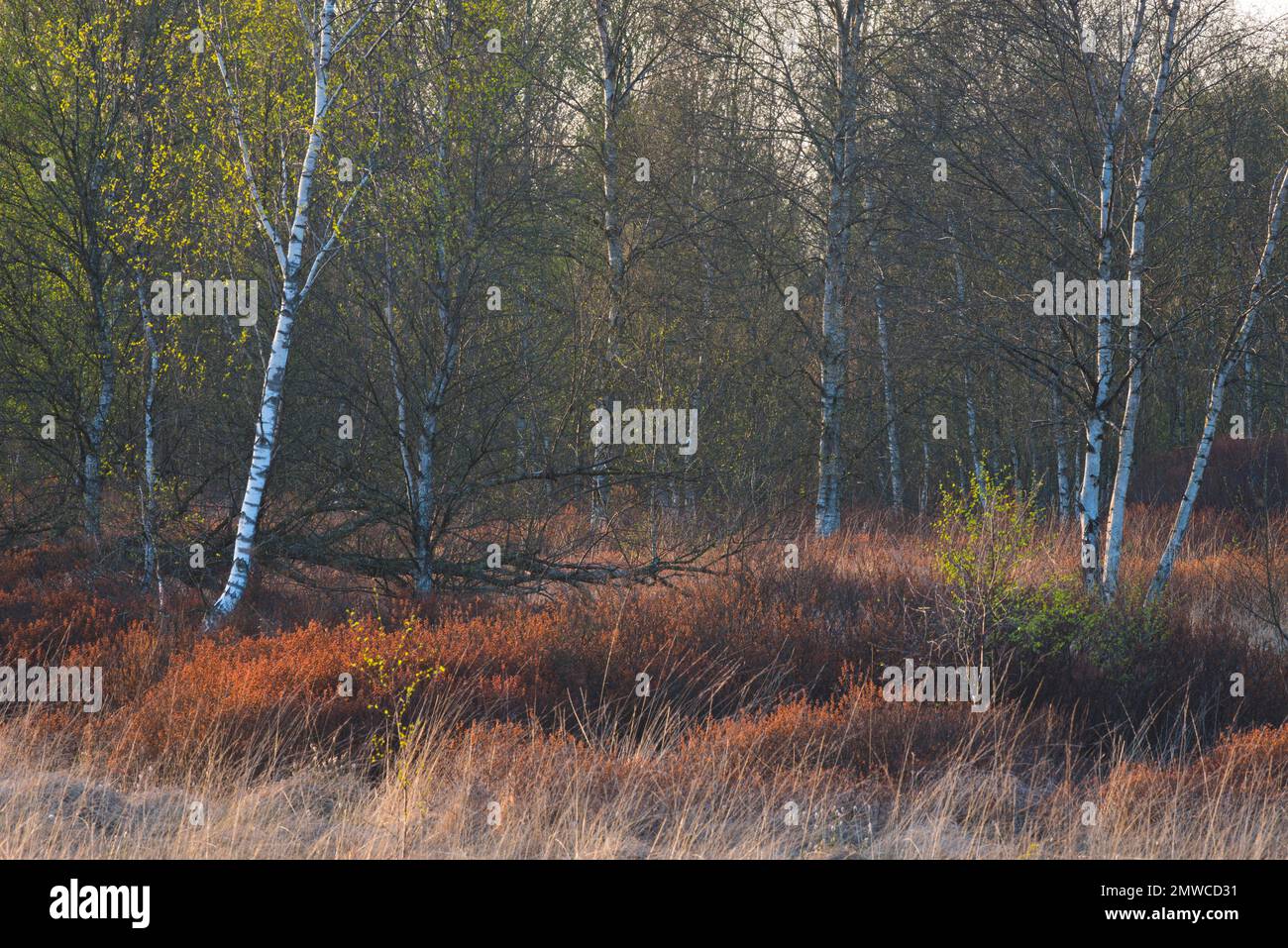 Warty birch (Betula pendula) and bog myrtle (Myrica gale) in a bog, Emsland, Lower Saxony, Germany Stock Photo