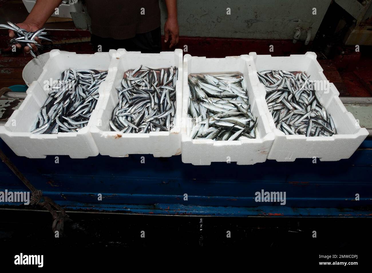 Fisherman sorting freshly caught european pilchards (Sardina pilchardus) in styrofoam boxes, Portoferraio, Elba, Tuscany, Italy Stock Photo