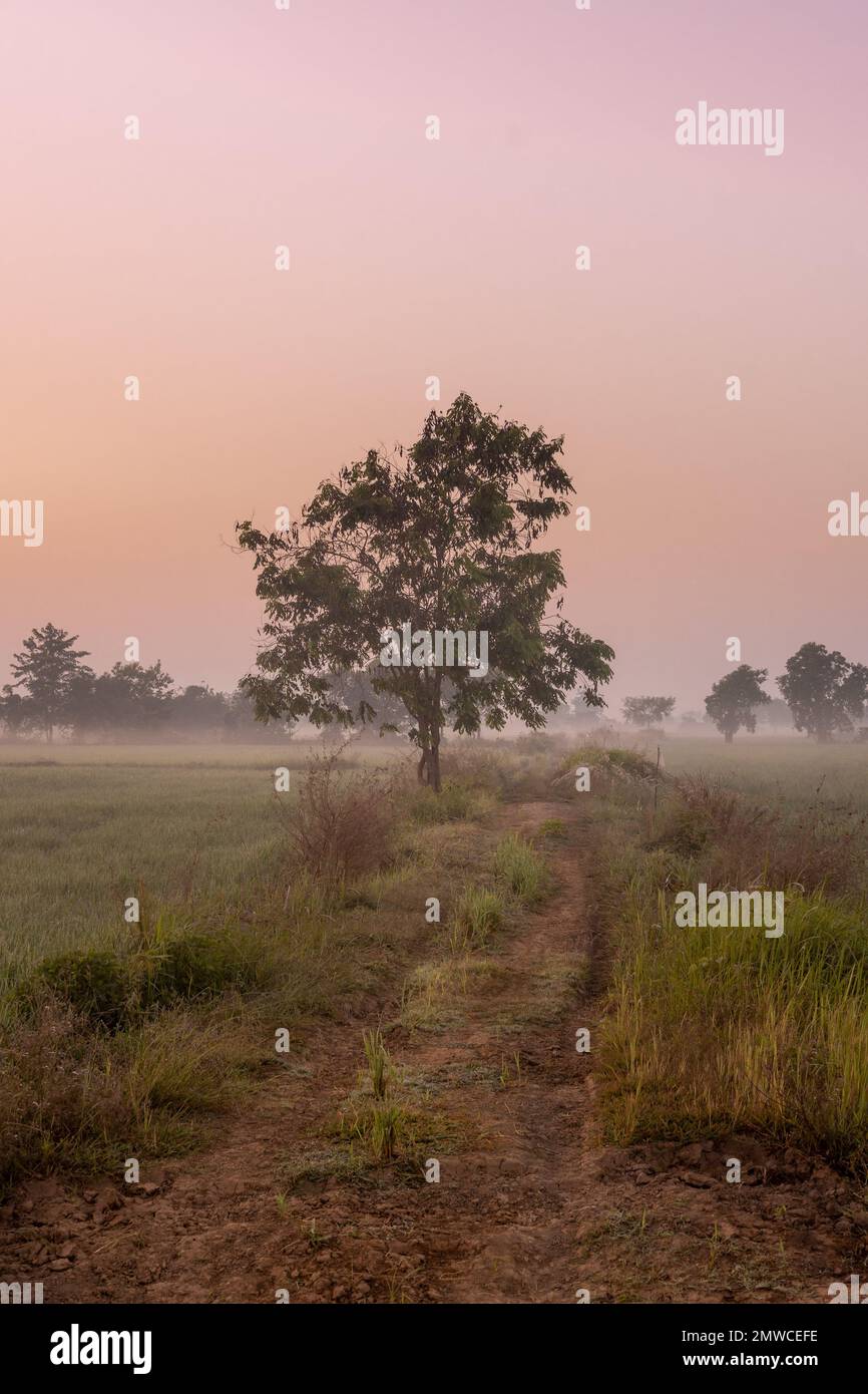 A vertical of a tree in the middle of a rice field at dawn with fog in ...