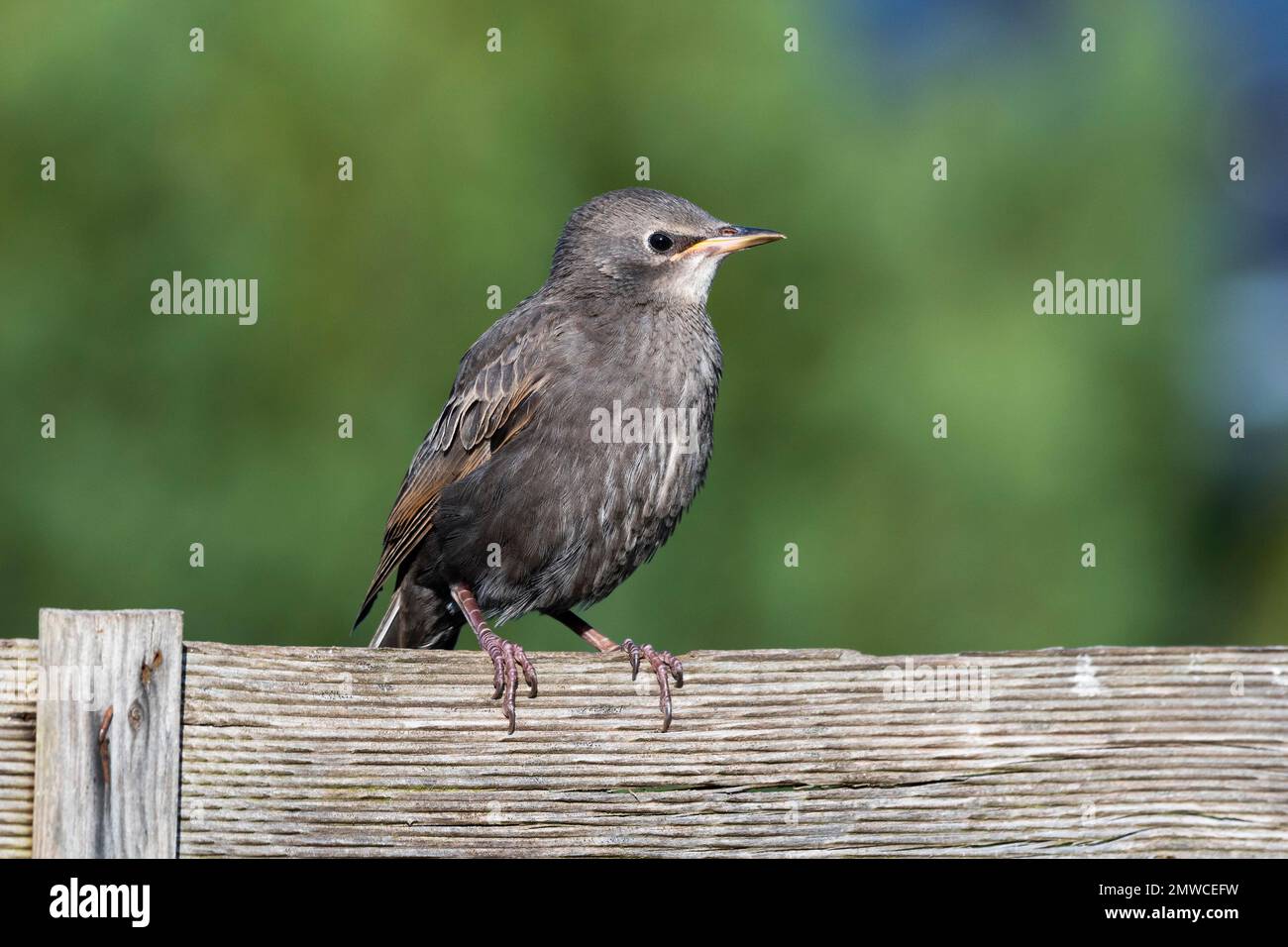Common starling (Sturnus vulgaris), young bird sitting on a garden fence, Lower Saxony, Germany Stock Photo