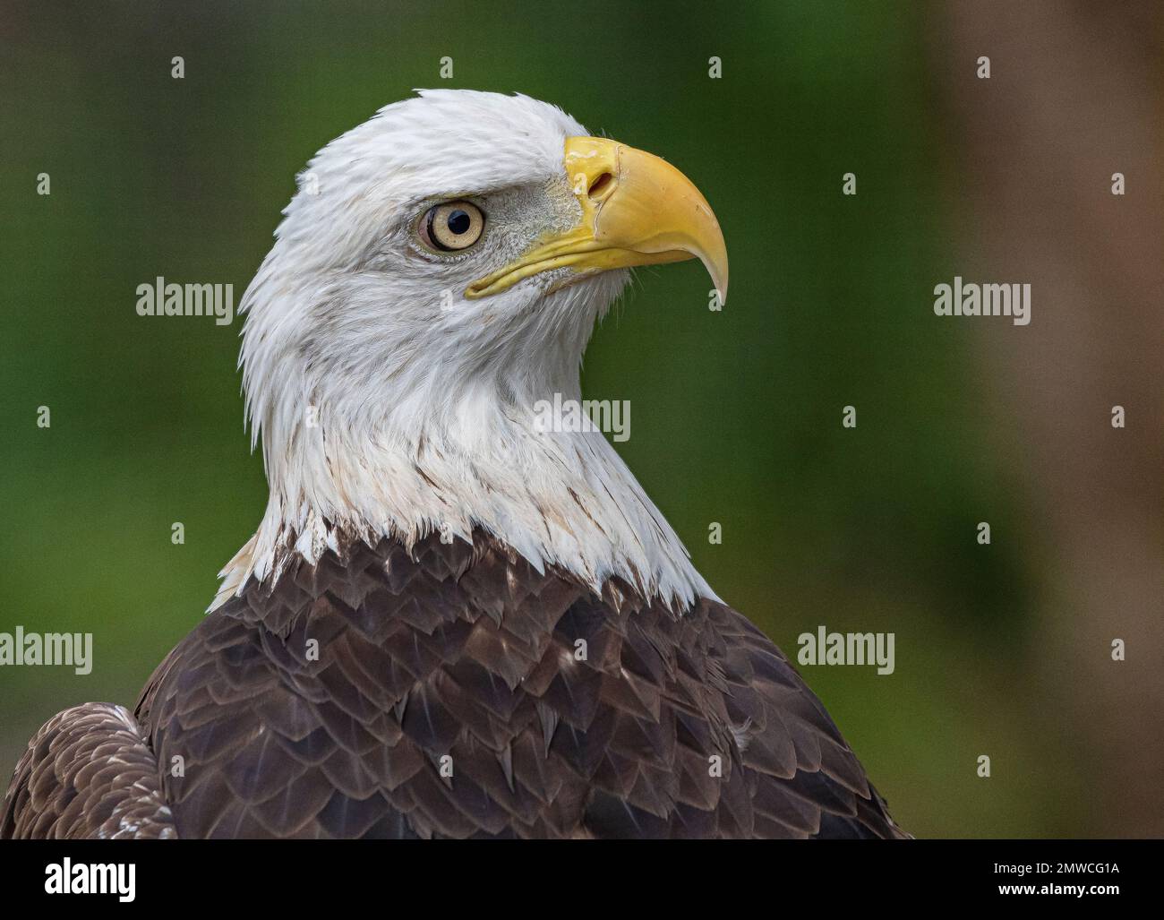 A soft focus of a fiece bald eagle against blurry greenery Stock Photo ...