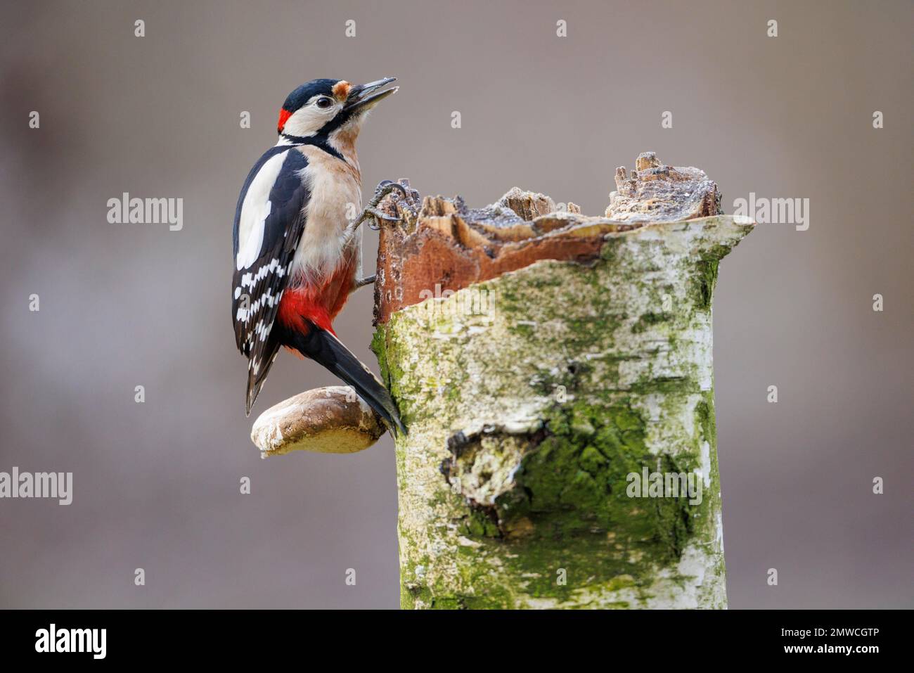 Great spotted woodpecker (Dendrocopos major), Germany Stock Photo