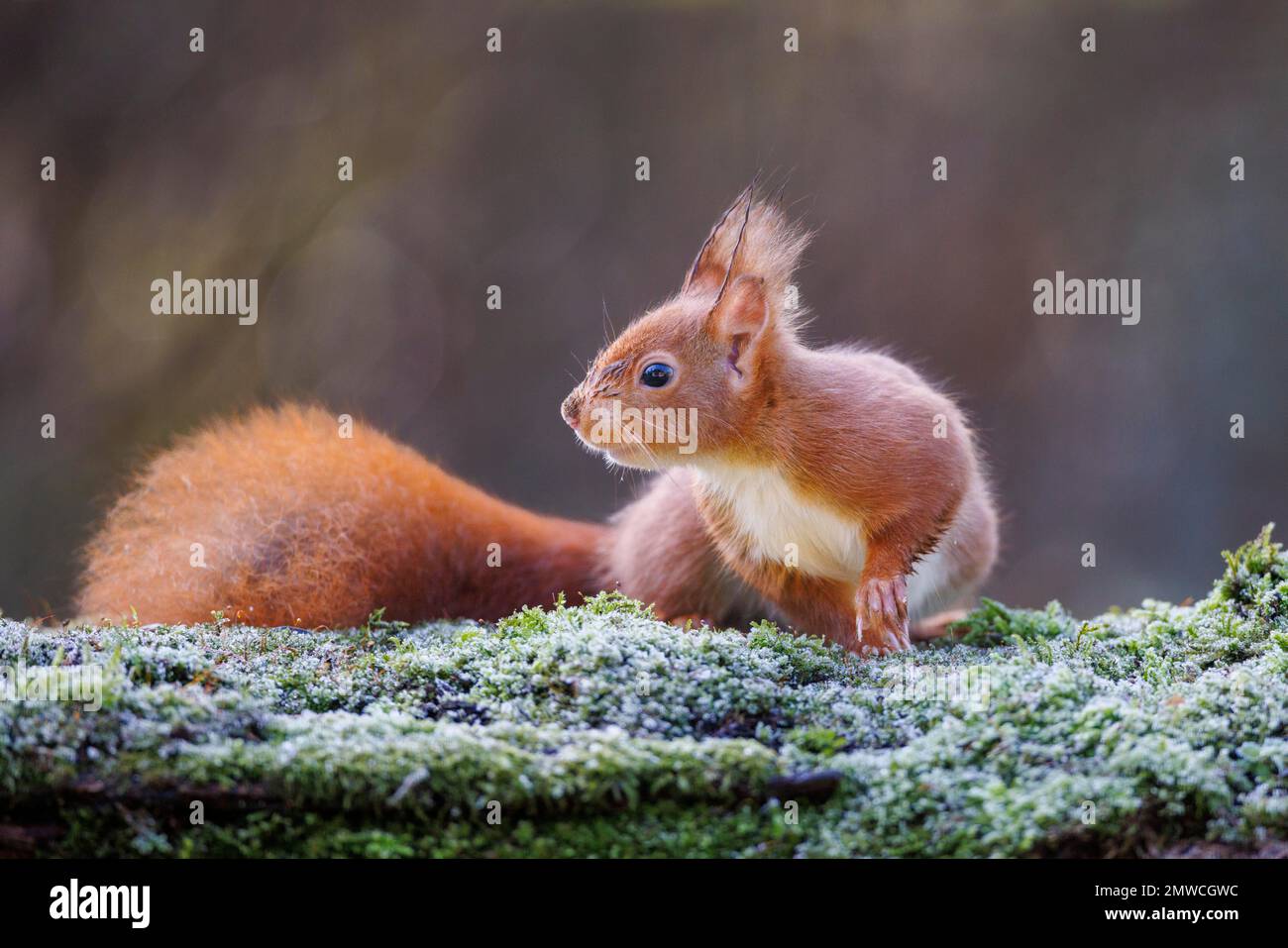 Squirrel (Sciurus vulgaris), Germany Stock Photo