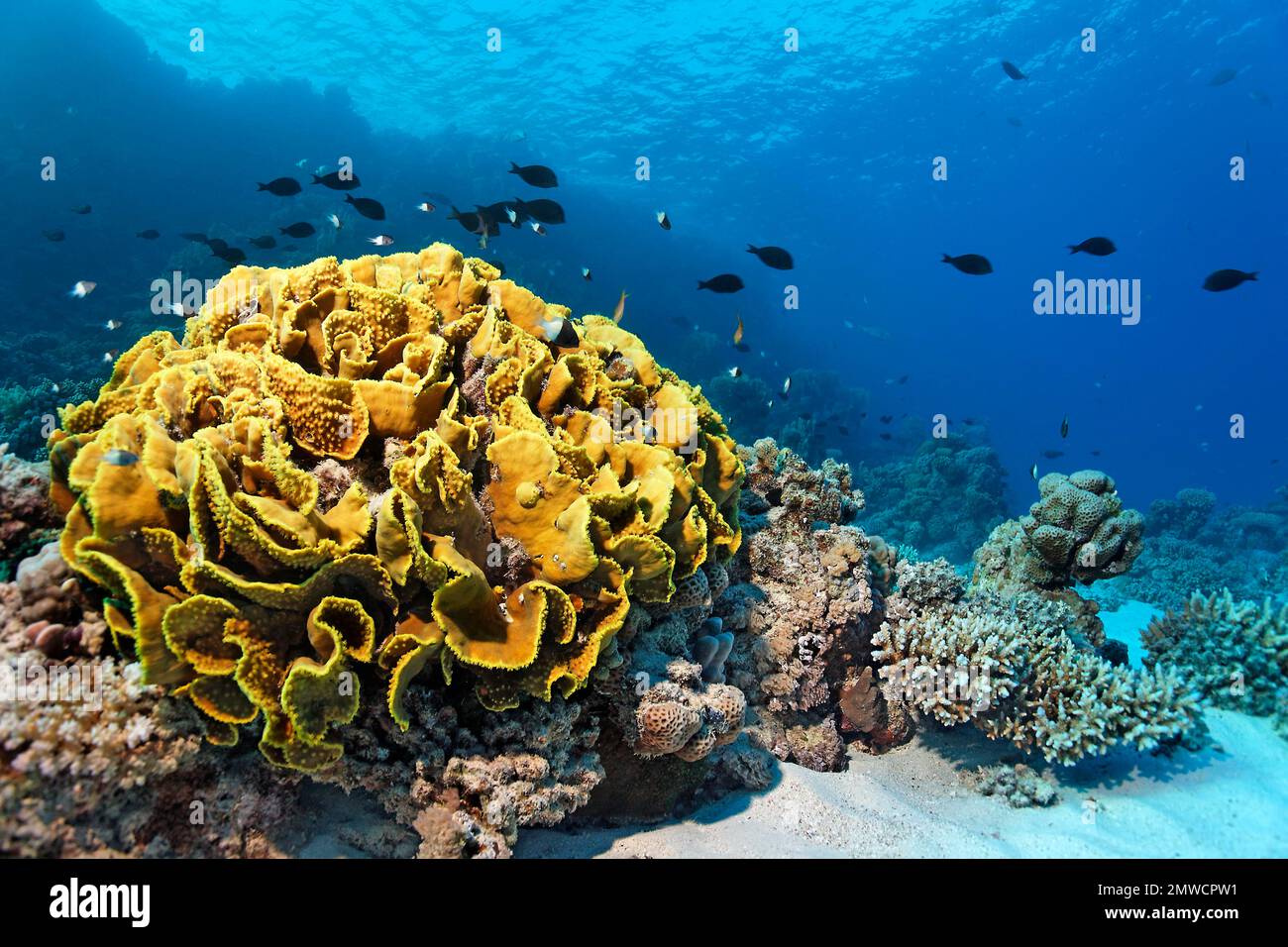 Yellow scroll coral (Turbinaria reniformis), calyx coral, shoal desjardin's sailfin tang (Zebrasoma desjardinii), St. Johns, Red Sea, Egypt Stock Photo