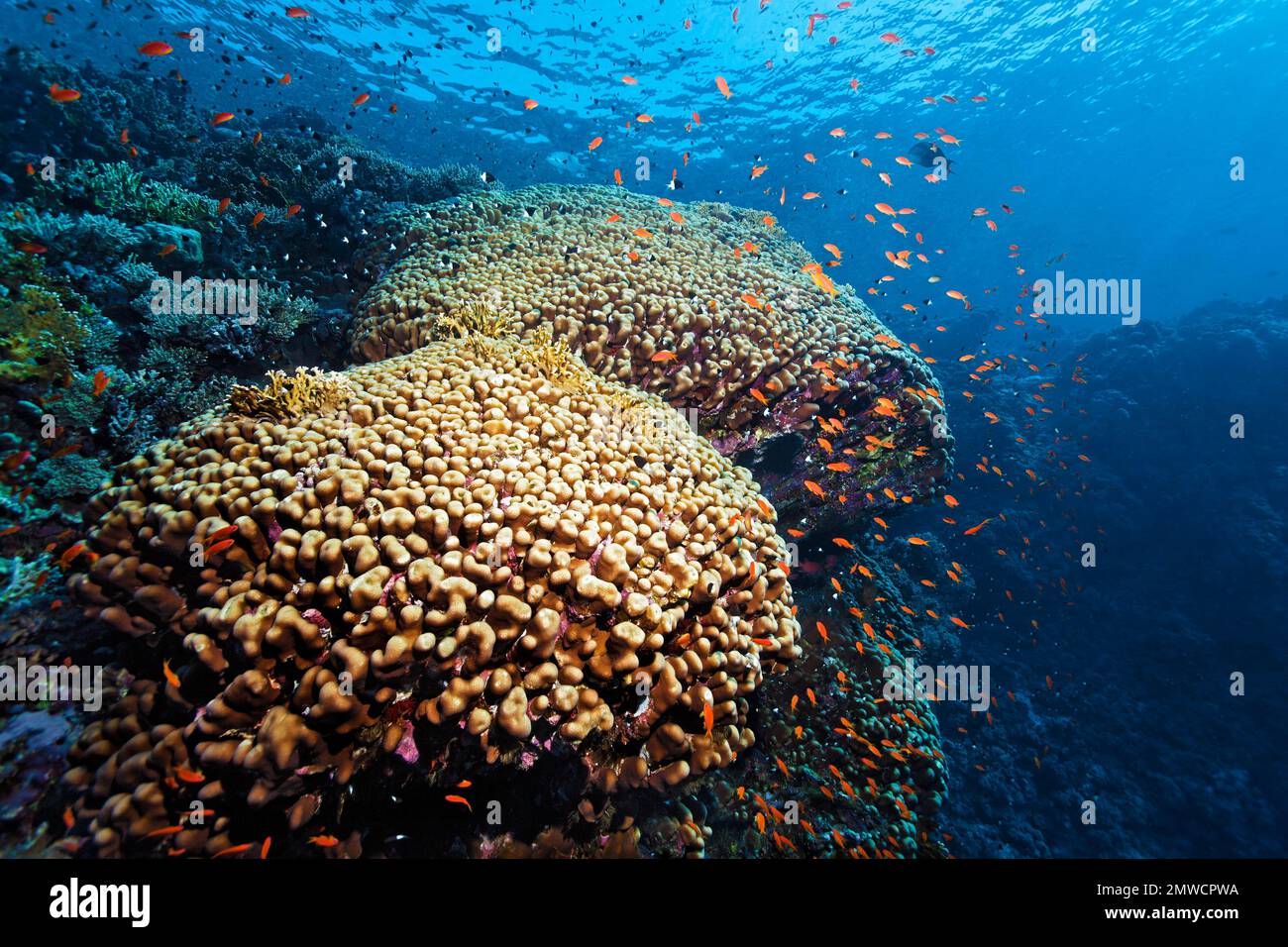 Coral reef with dome coral (Porites nodifera) and shoal of red sea basslet (Pseudanthias taeniatus) flagfish, Ras Muhammed National Park, Red Sea Stock Photo