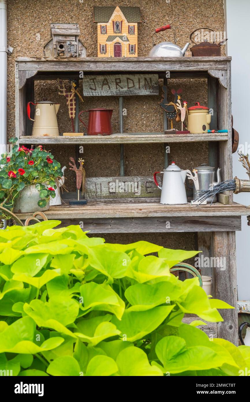 Sweet Potato (Ipomoea batatas) leaves and old weathered workbench and shelves decorated with old coffee pots and tea kettles against exterior wall of Stock Photo