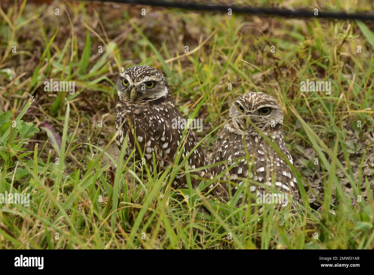 Burrowing owls, Marco Island, Florida, standing by their burrows in the