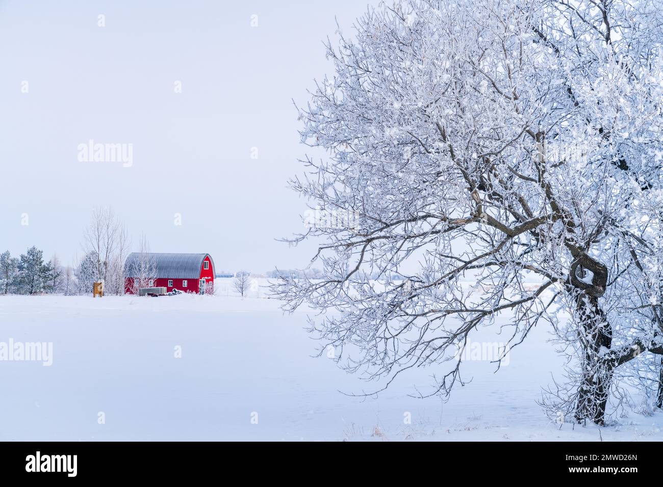 A winter scene with red farm barn and hoar frost on the trees near  Neubergthal, Manitoba, Canada Stock Photo - Alamy, image size:1300x956