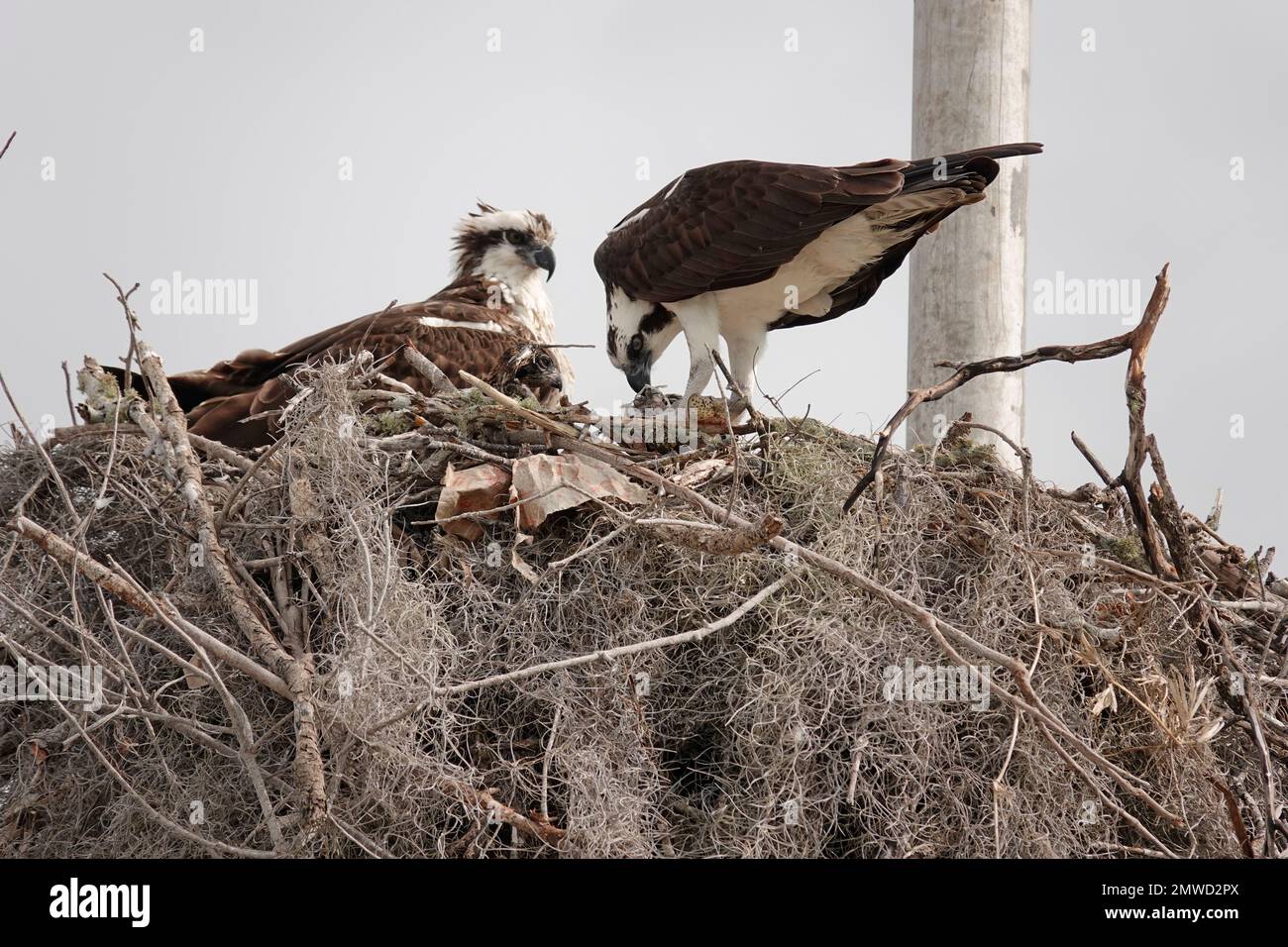 Father osprey feeding chicks while mother looks on in nest, Flamingo Marina, Everglades ecosystem, Florida Stock Photo