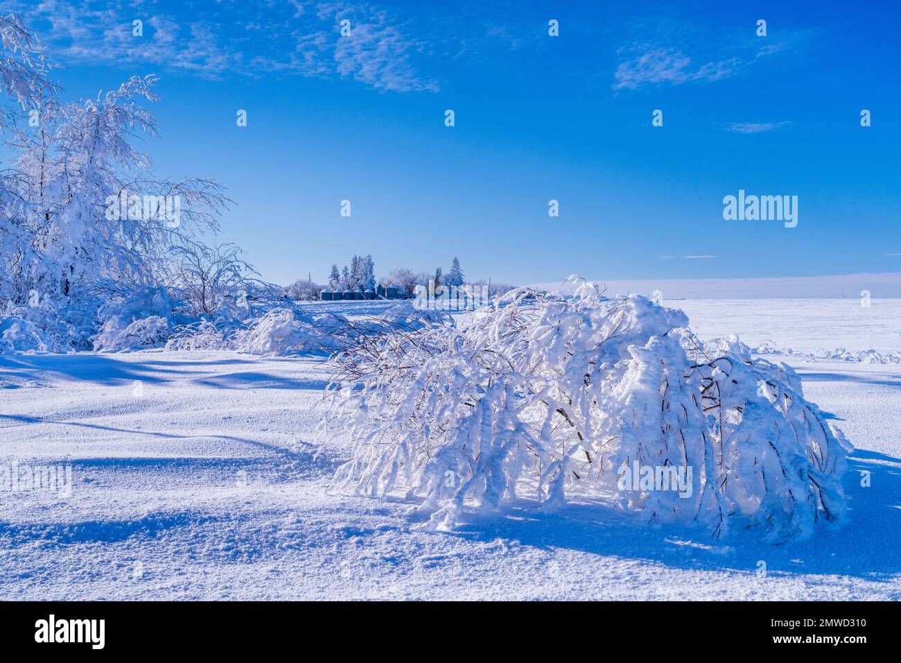 Trees covered in winter hoar frost near the village of St. Leon, Manitoba, Canada. Stock Photo