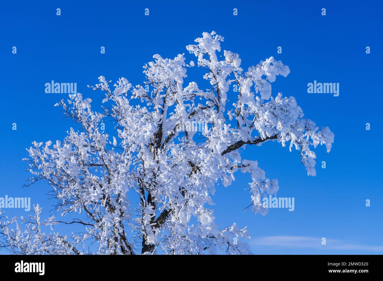 Trees covered in winter hoar frost near the village of St. Leon, Manitoba, Canada. Stock Photo