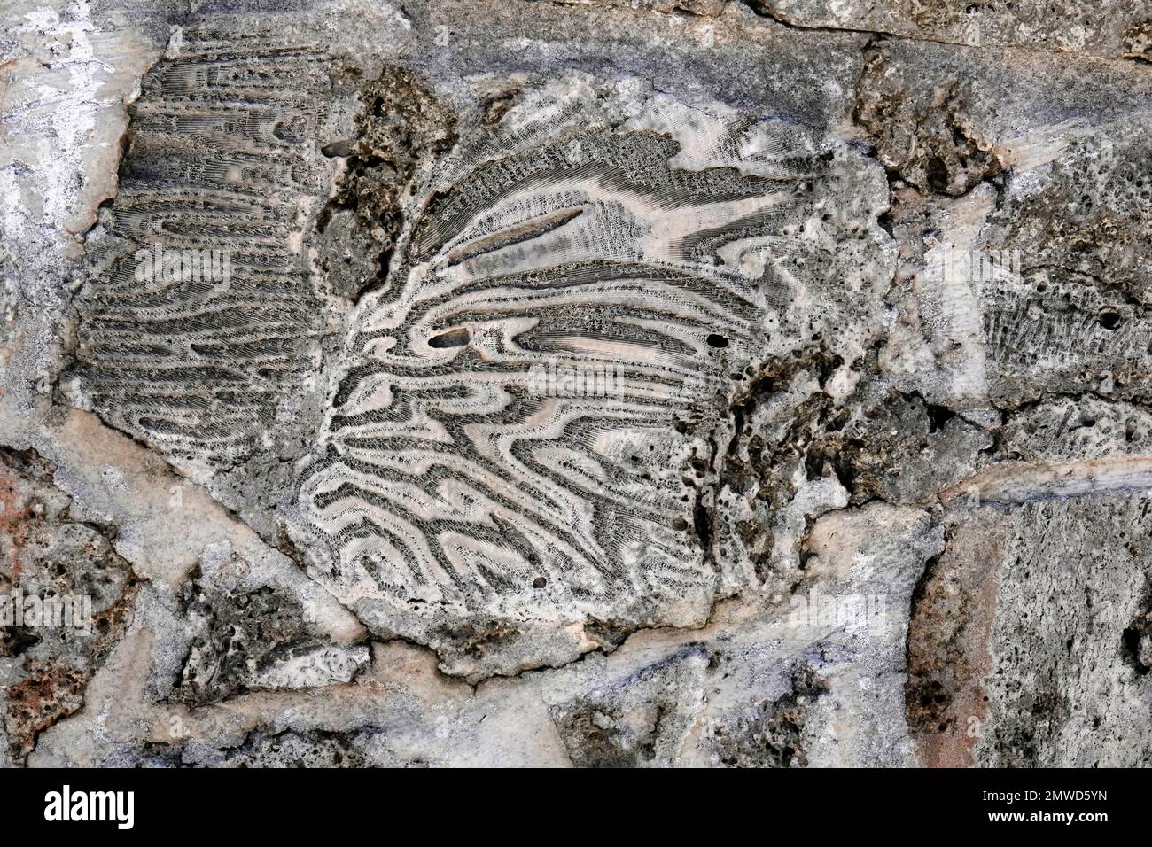 Coral fossils in limestone, Biscayne National Park, Florida Stock Photo