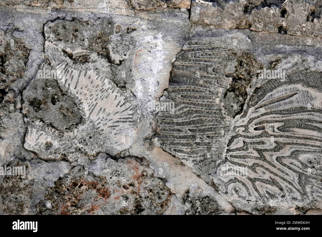 Coral fossils in limestone, Biscayne National Park, Florida Stock Photo