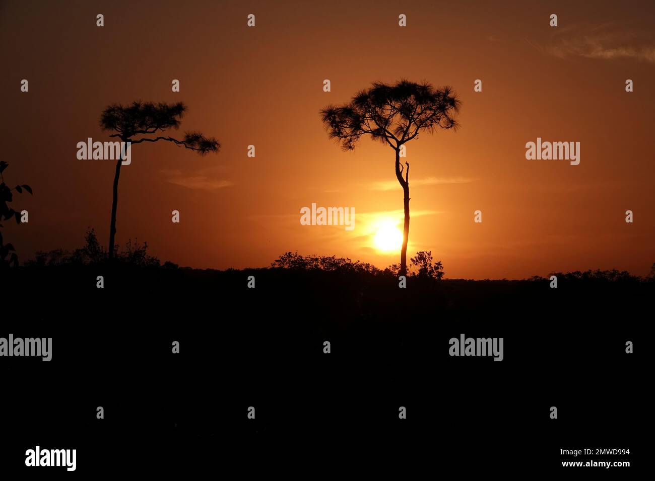 Two tall pine trees at sunset, Everglades National Park, Florida Stock Photo