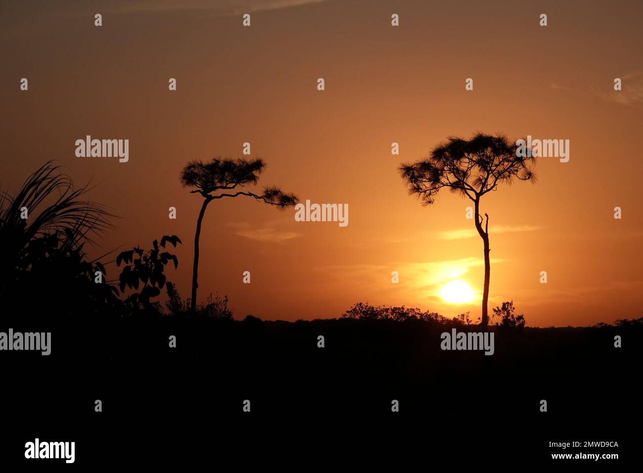 Two tall pine trees at sunset, Everglades National Park, Florida Stock Photo
