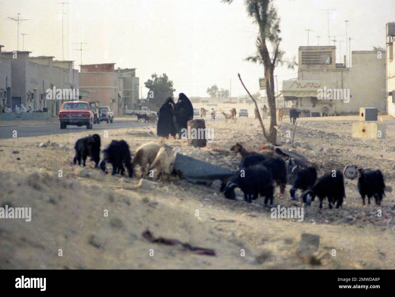 A herd of sheep and veiled women by the roadside in Kuwait City in 1973 ...